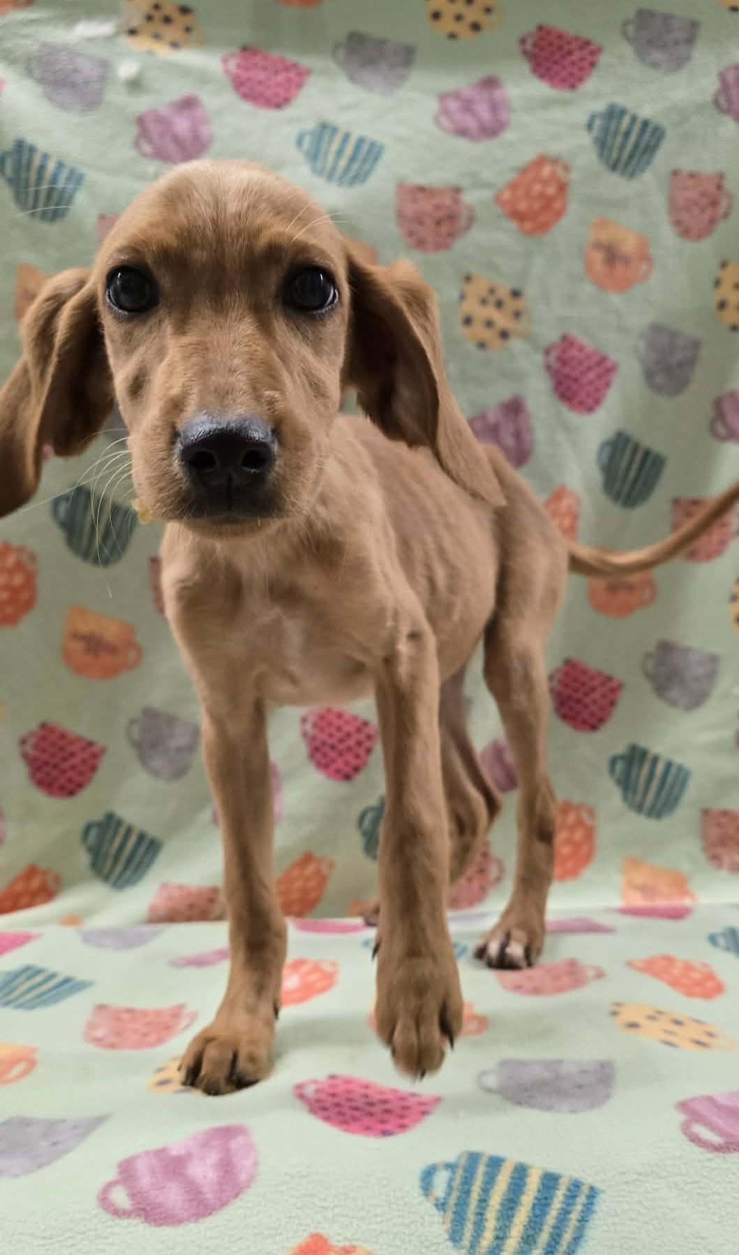 Enlarge Strawberry Clover, an adopted mixed breed in Othello, WA image 6/6
