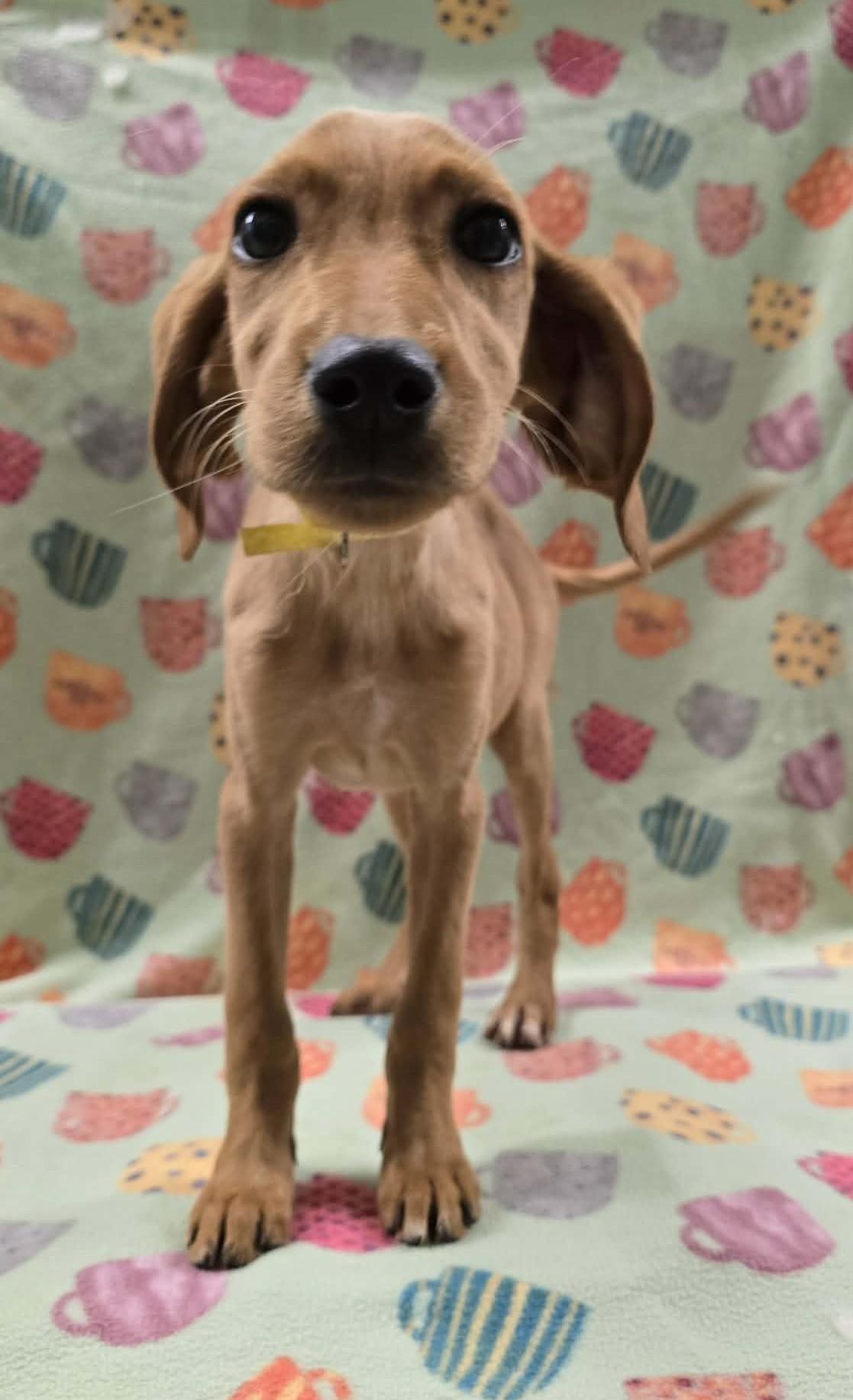 Enlarge Strawberry Clover, an adopted mixed breed in Othello, WA image 3/6