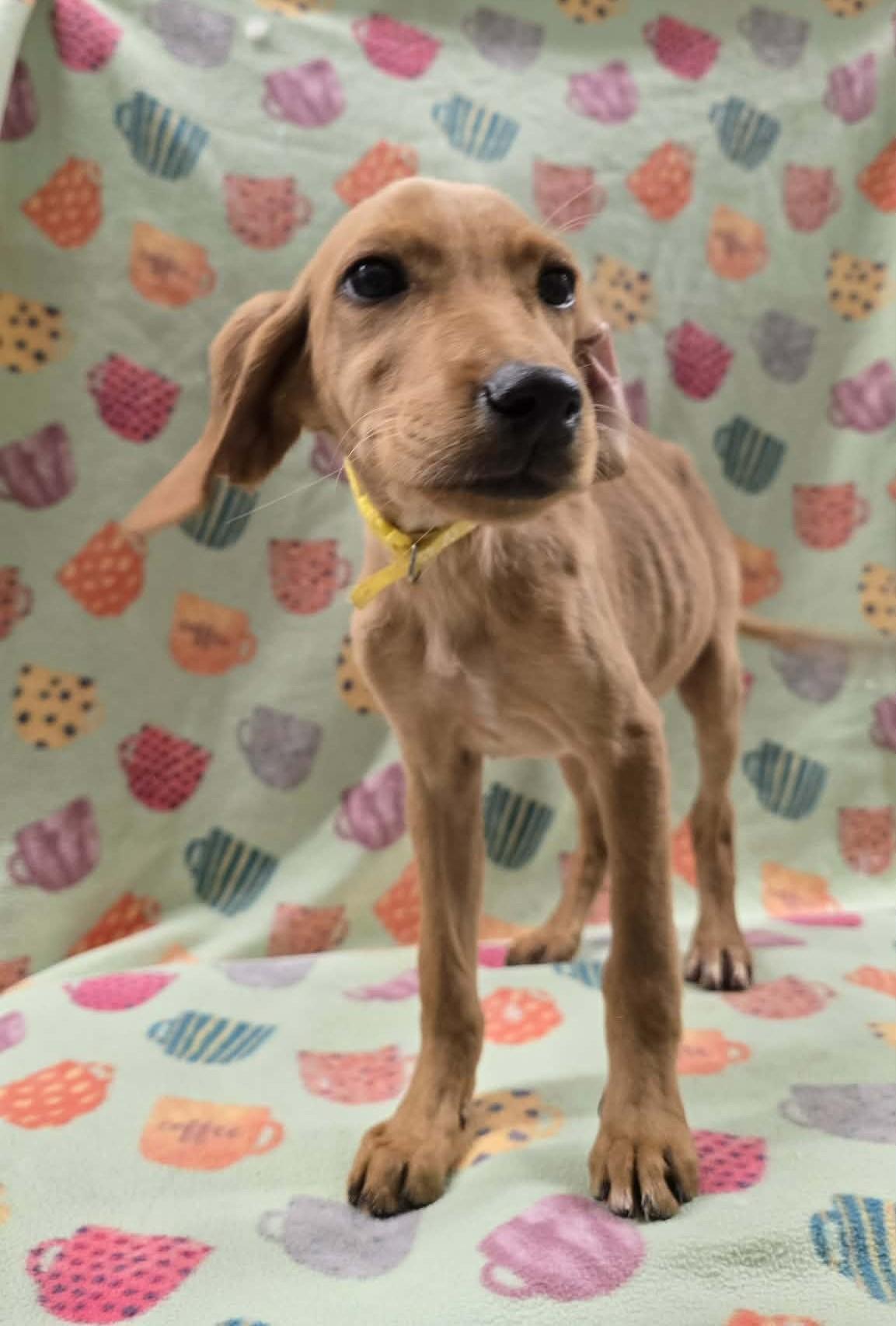 Enlarge Strawberry Clover, an adopted mixed breed in Othello, WA image 5/6