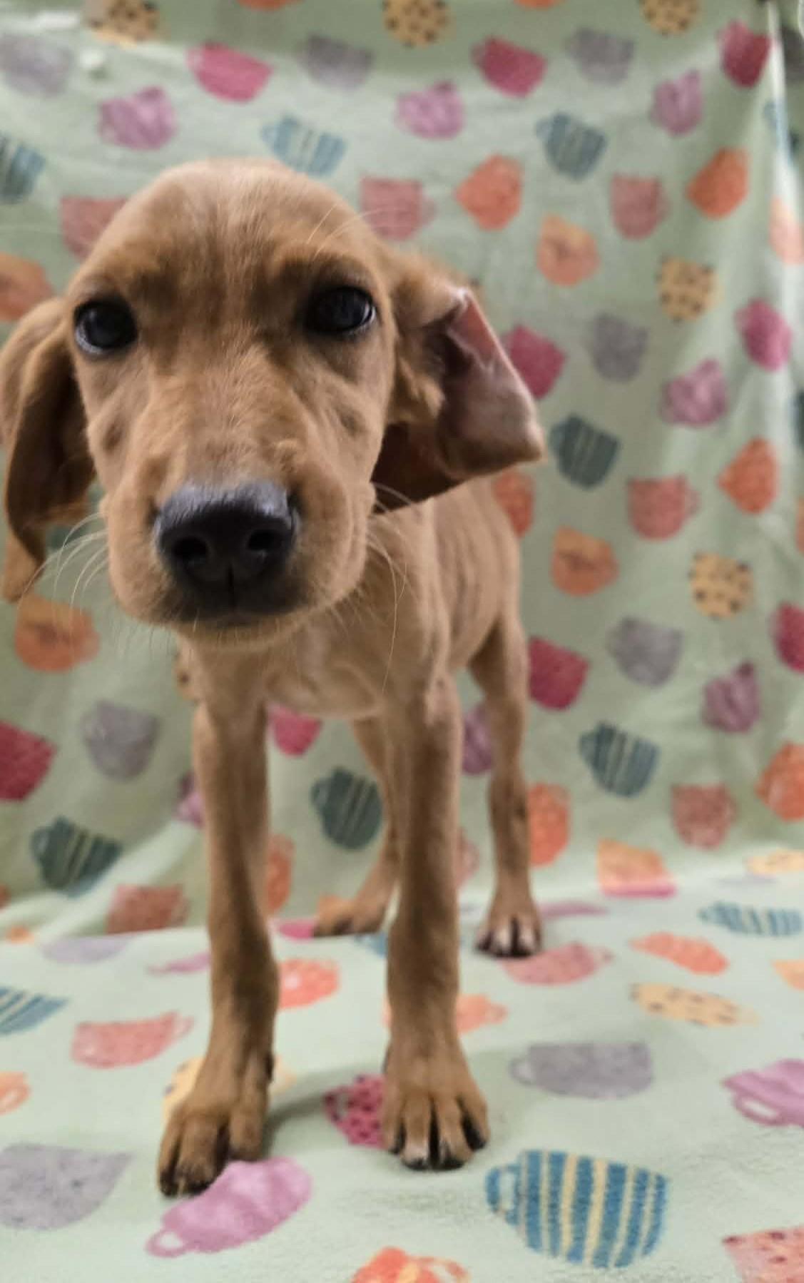 Enlarge Strawberry Clover, an adopted mixed breed in Othello, WA image 2/6