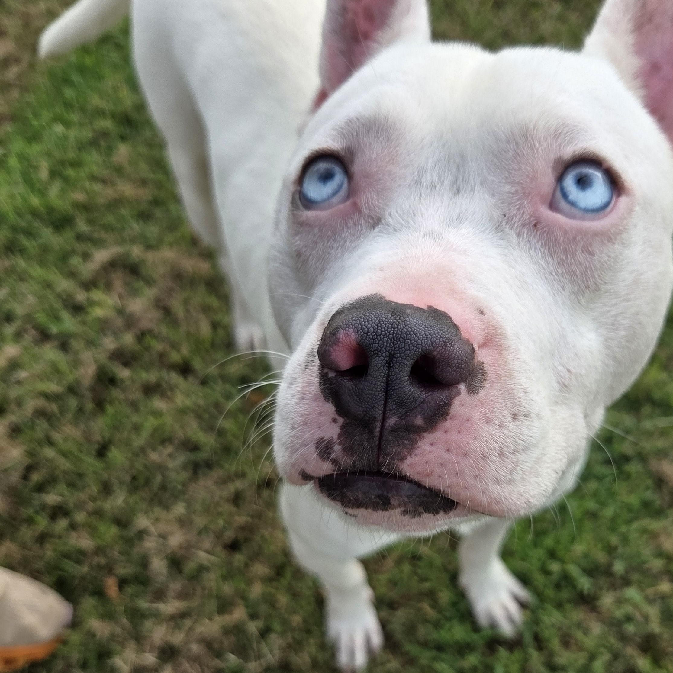 Enlarge Nilo, a Adoptable mixed breed in Owasso, OK image 2/4