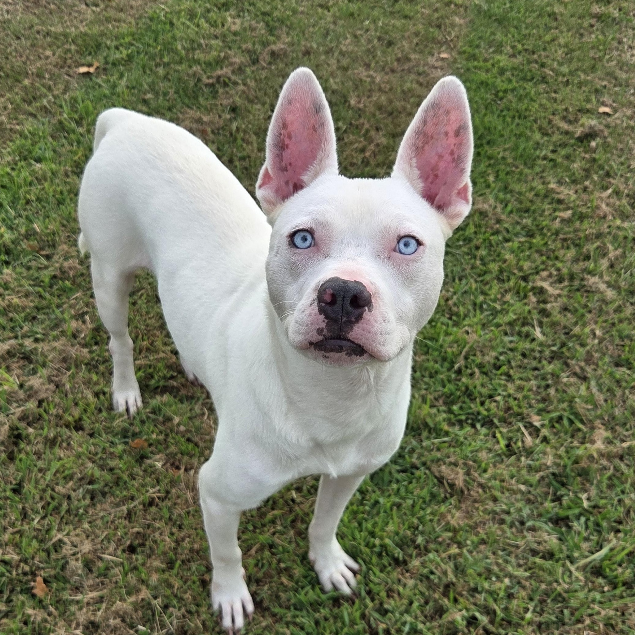 Enlarge Nilo, a Adoptable mixed breed in Owasso, OK image 1/4