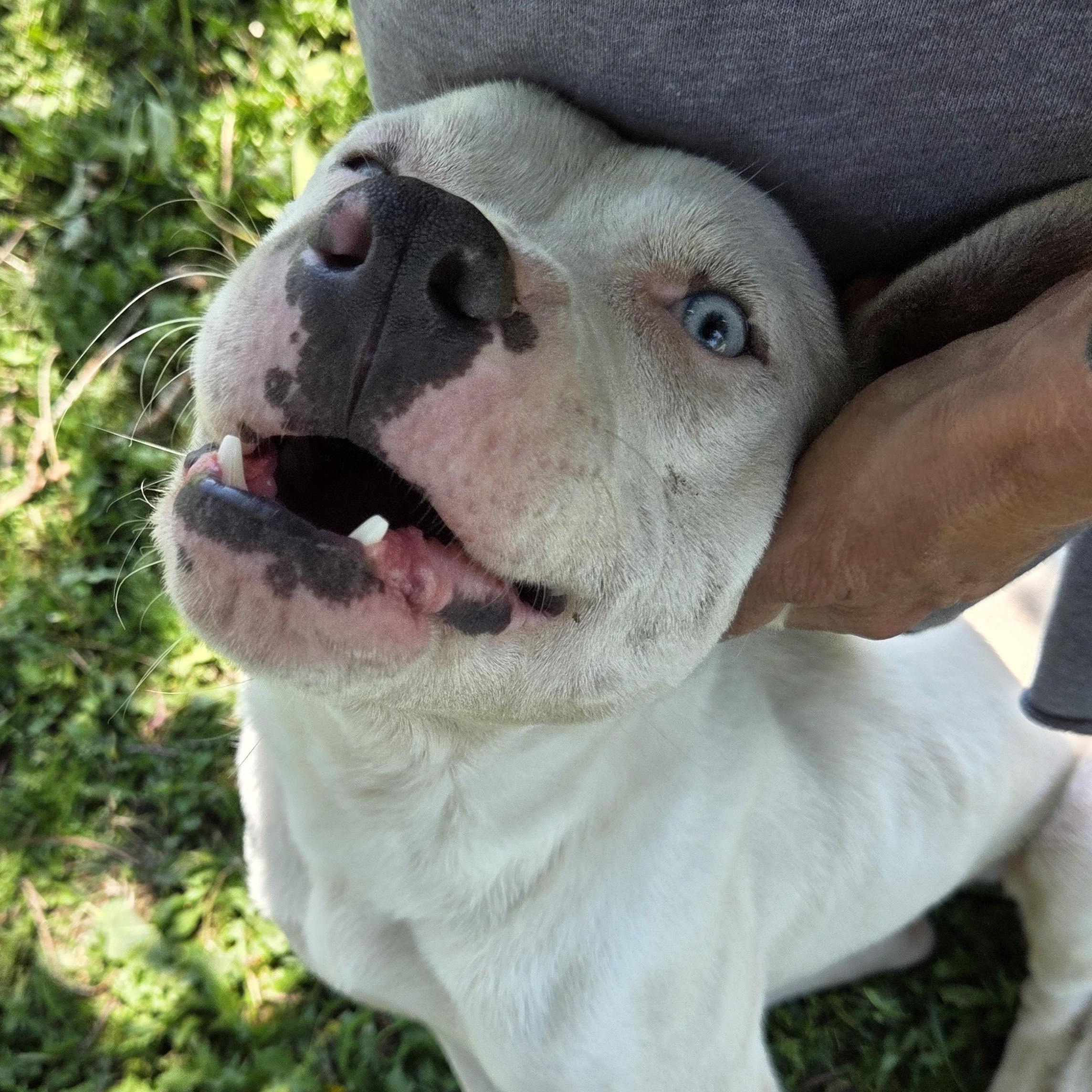 Enlarge Nilo, a Adoptable mixed breed in Owasso, OK image 4/4