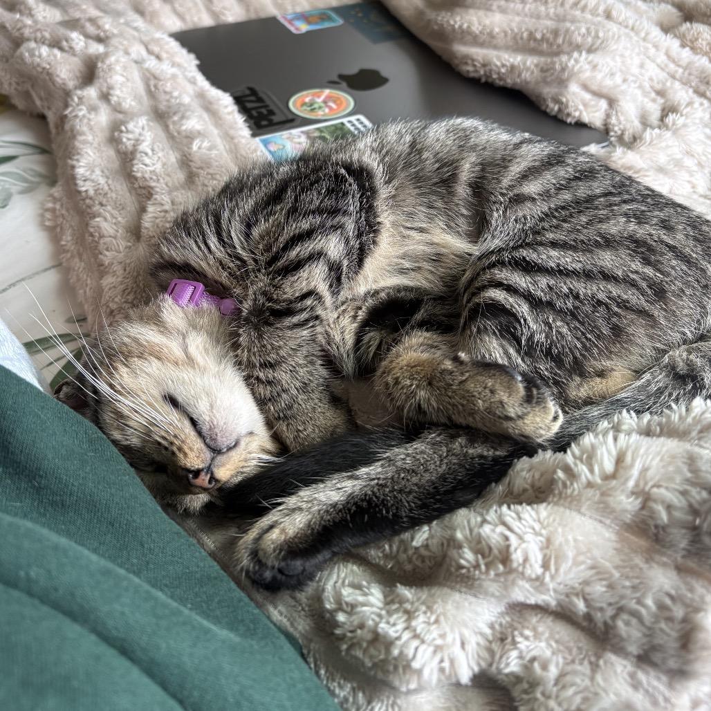 Chai, Adoptable, Young Female Domestic Short Hair.