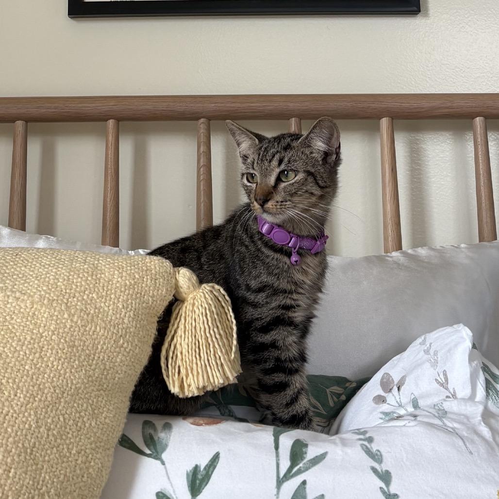 Enlarge Chai, a Adoptable Domestic Short Hair in Harrisonburg, VA image 2/5