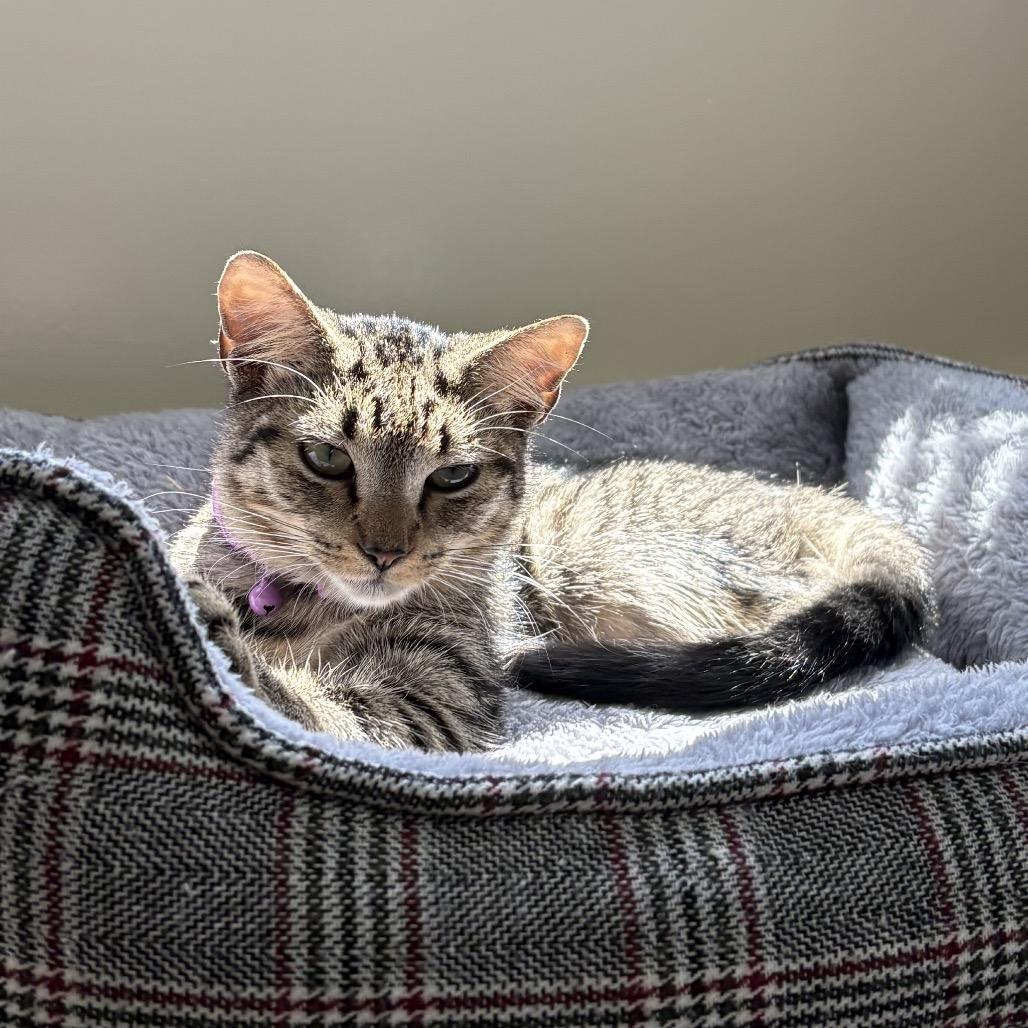Enlarge Chai, a Adoptable Domestic Short Hair in Harrisonburg, VA image 3/5
