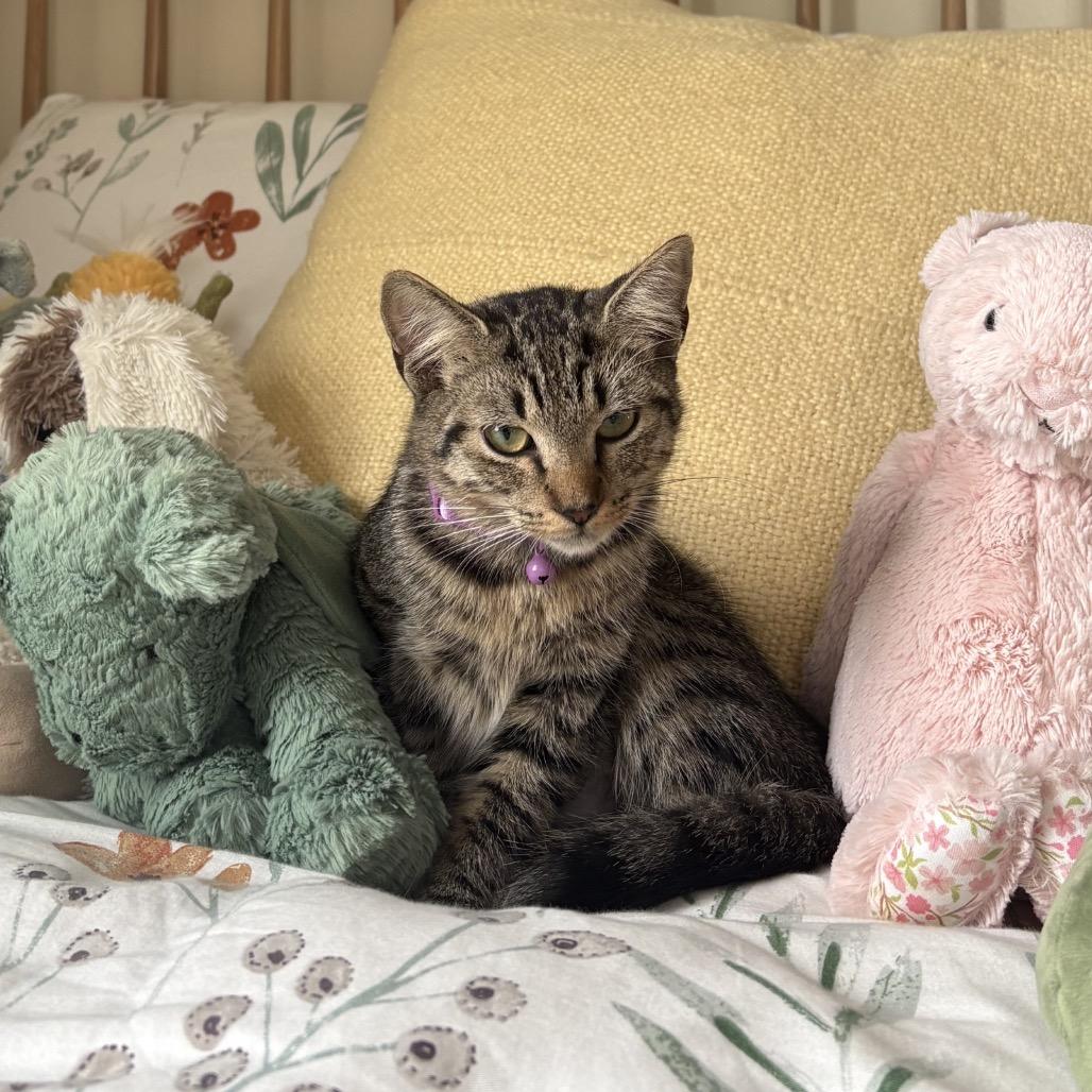 Enlarge Chai, a Adoptable Domestic Short Hair in Harrisonburg, VA image 4/5