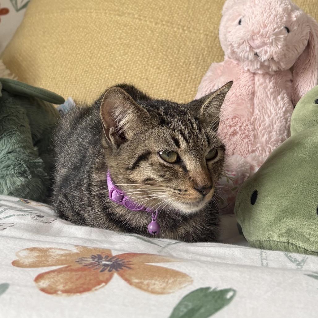 Enlarge Chai, a Adoptable Domestic Short Hair in Harrisonburg, VA image 5/5