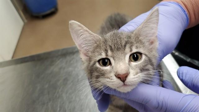 Enlarge MIDNITE, a Adoptable Domestic Short Hair in Aurora, IL image 1/1