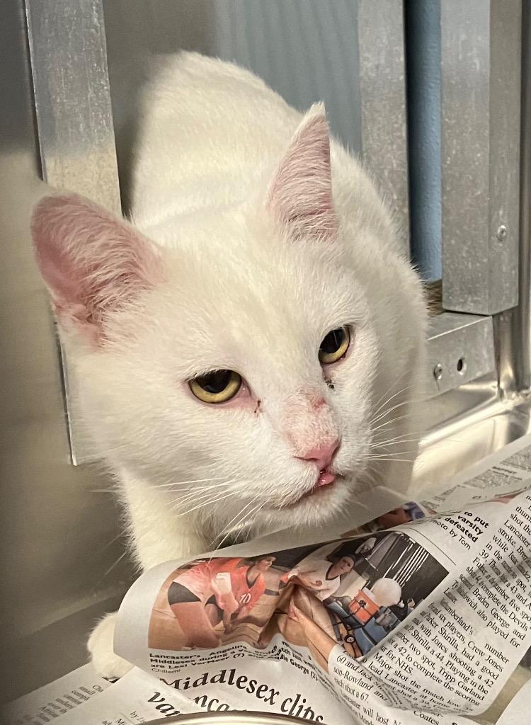 Diamond, adopted, Adult Female Domestic Short Hair.