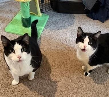 Enlarge JoeJoe & Blackfoot, a ADOPTABLE Domestic Short Hair in Waverly, IA image 1/6