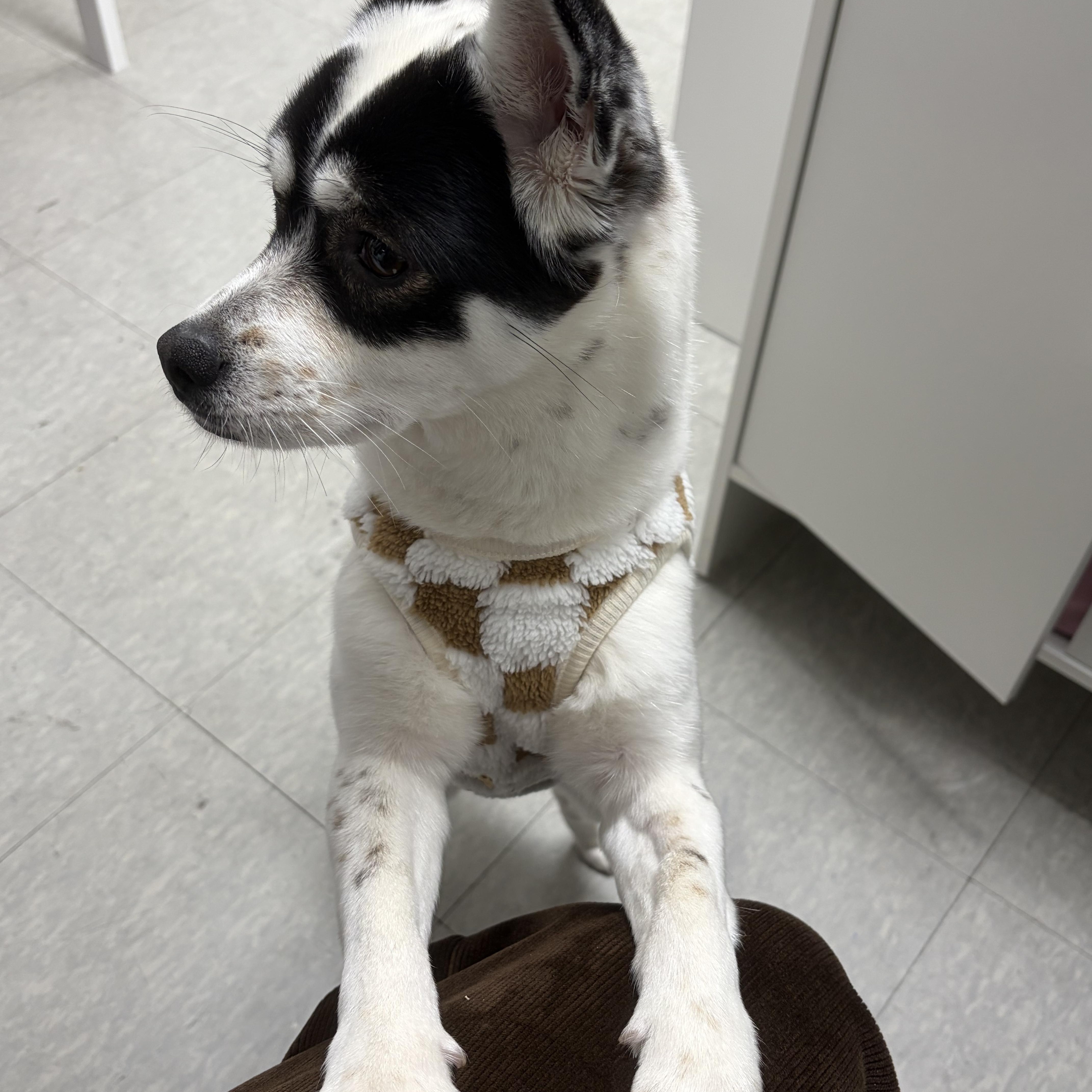 Enlarge Panda, a Adoptable Mixed Breed in Centreville, VA image 3/6