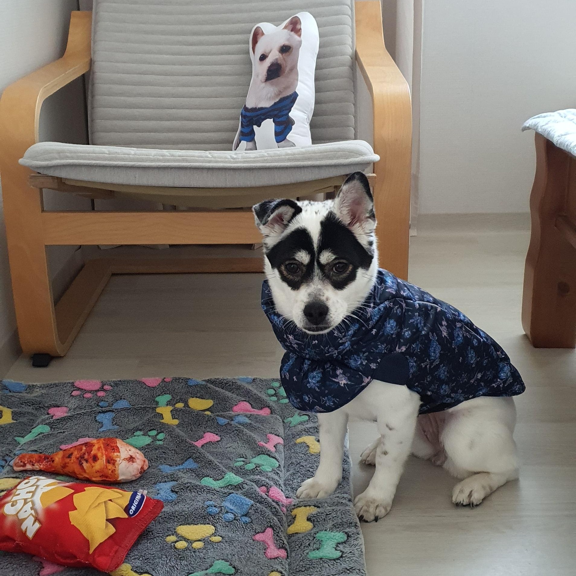 Enlarge Panda, a Adoptable Mixed Breed in Centreville, VA image 1/6