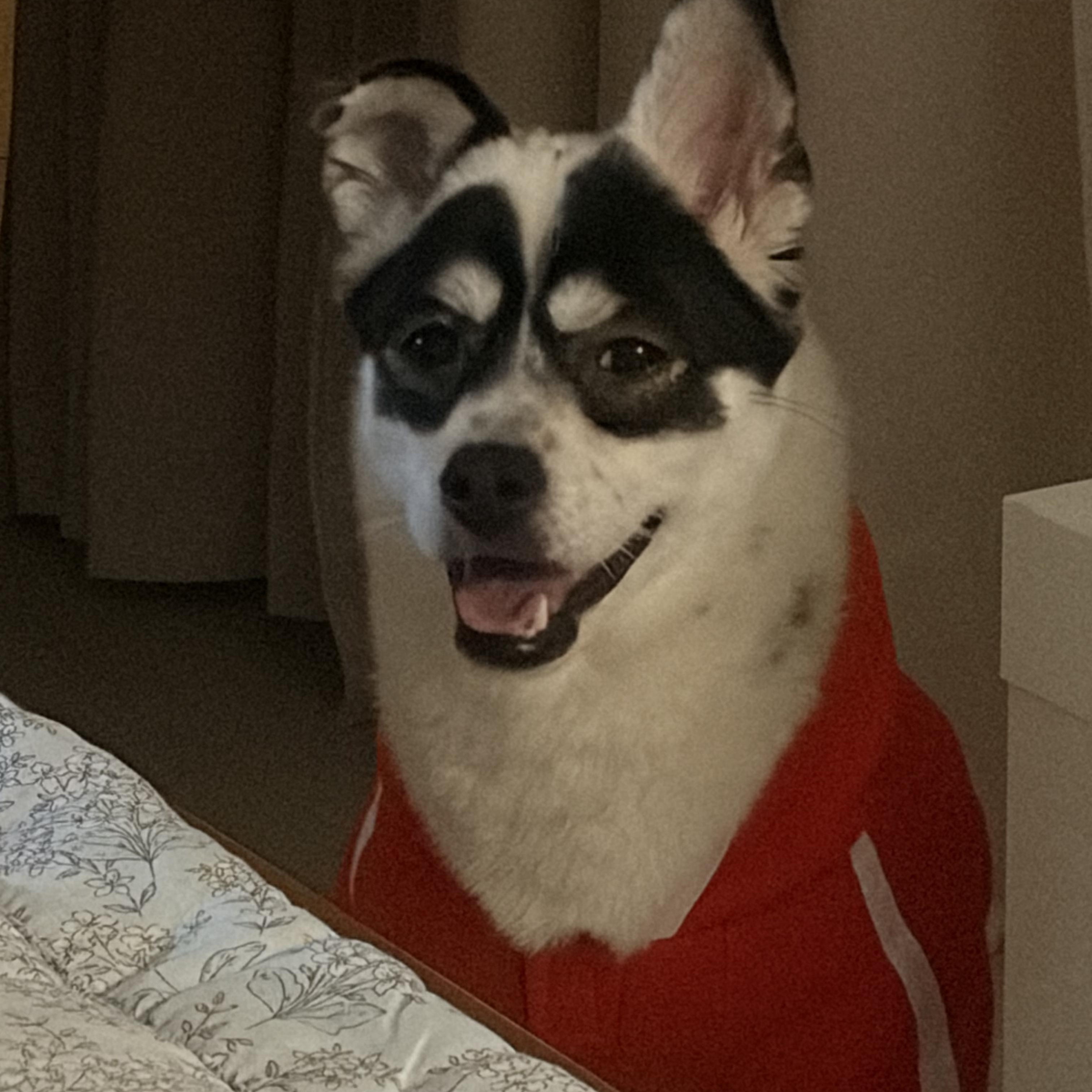 Enlarge Panda, a Adoptable Mixed Breed in Centreville, VA image 2/6