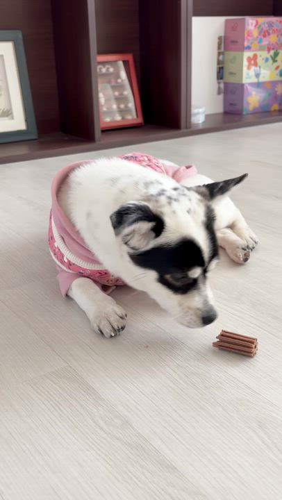 Enlarge Panda, a Adoptable Mixed Breed in Centreville, VA video 5/6