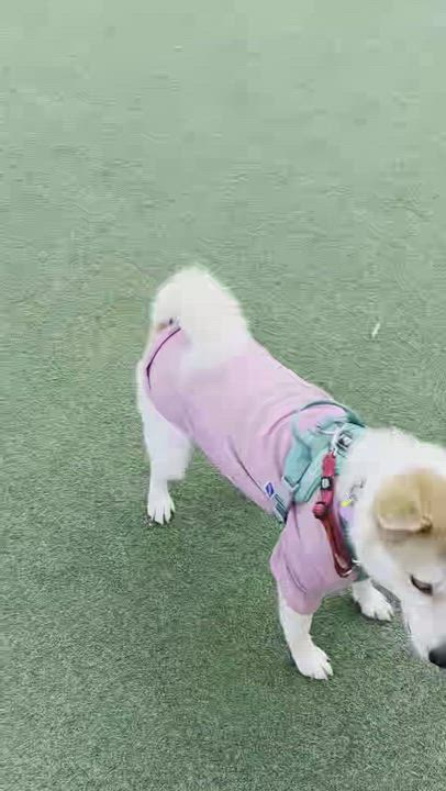 Enlarge Panda, a Adoptable Mixed Breed in Centreville, VA video 4/6