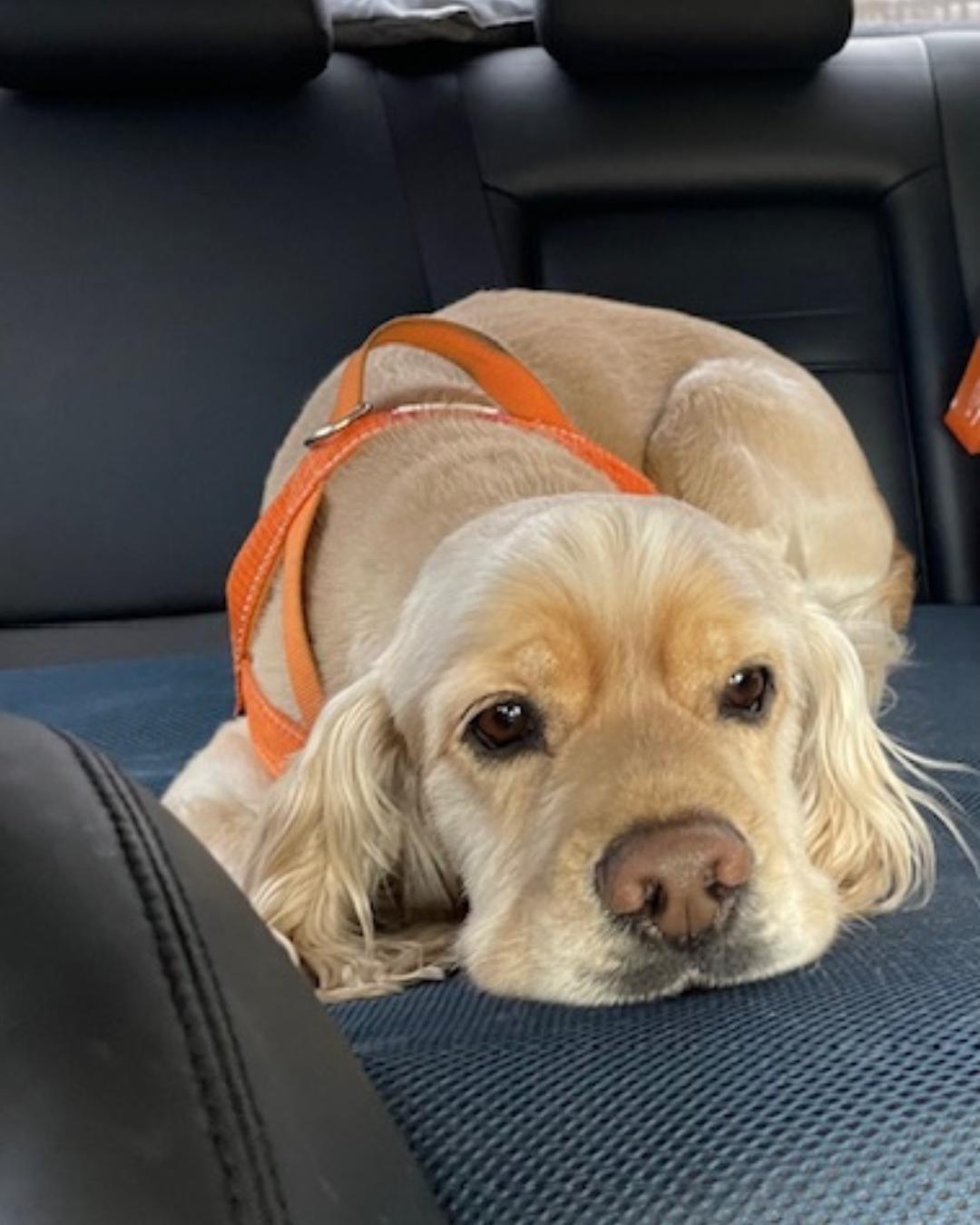 Enlarge Pita (Sweetest Cuddler!), a Adopted Cocker Spaniel in Villa Park, CA image 4/6