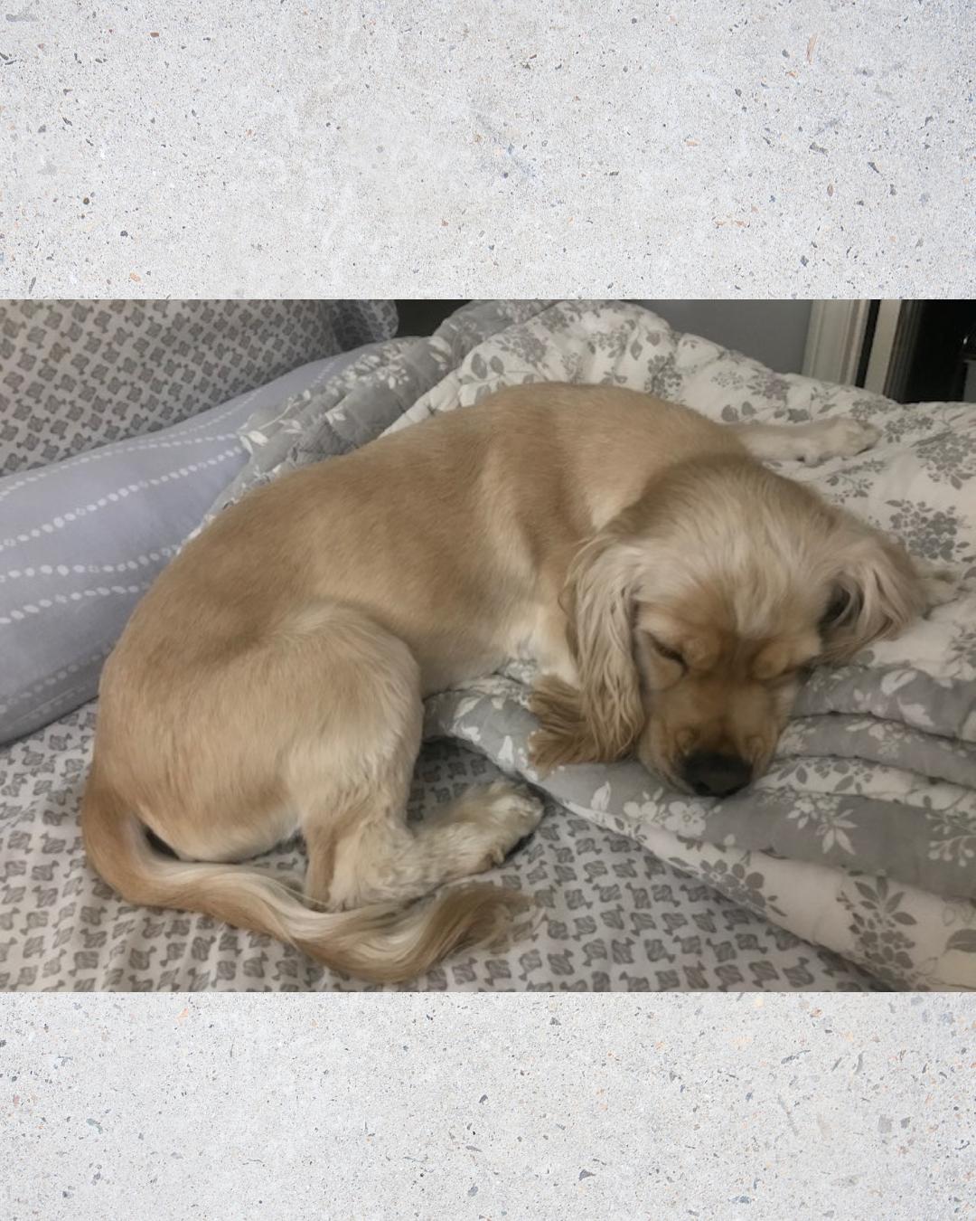 Enlarge Pita (Sweetest Cuddler!), a Adopted Cocker Spaniel in Villa Park, CA image 5/6