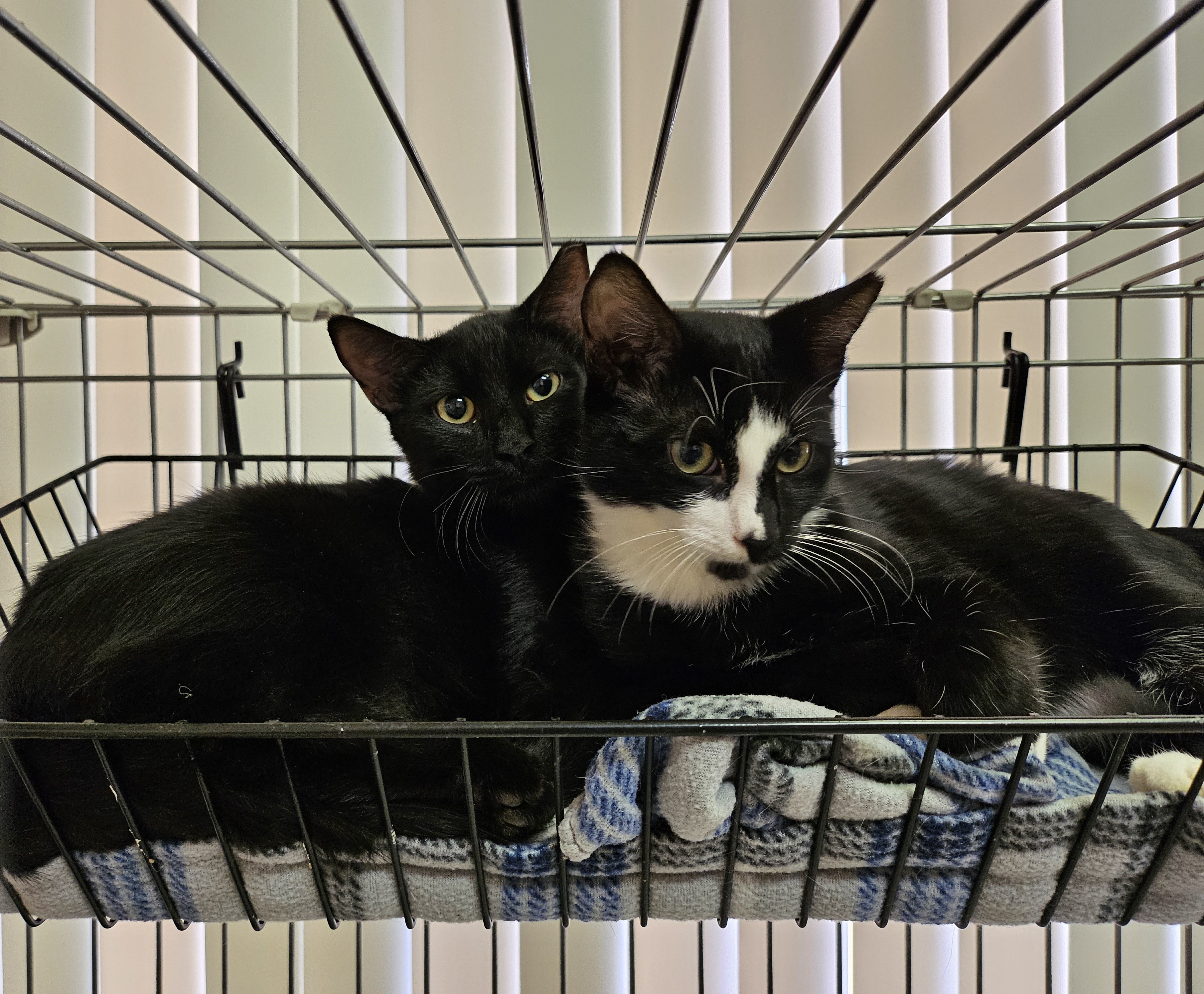 Cat for adoption Ike, a Domestic Short Hair in Tucson, AZ Petfinder