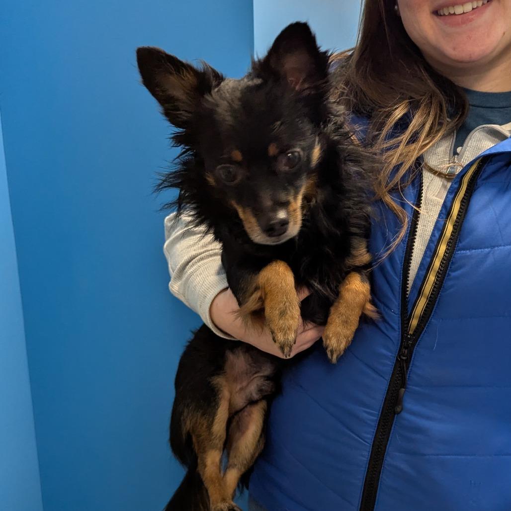 Enlarge B-Bear, a Adoptable Chihuahua in Chesapeake, VA image 1/1