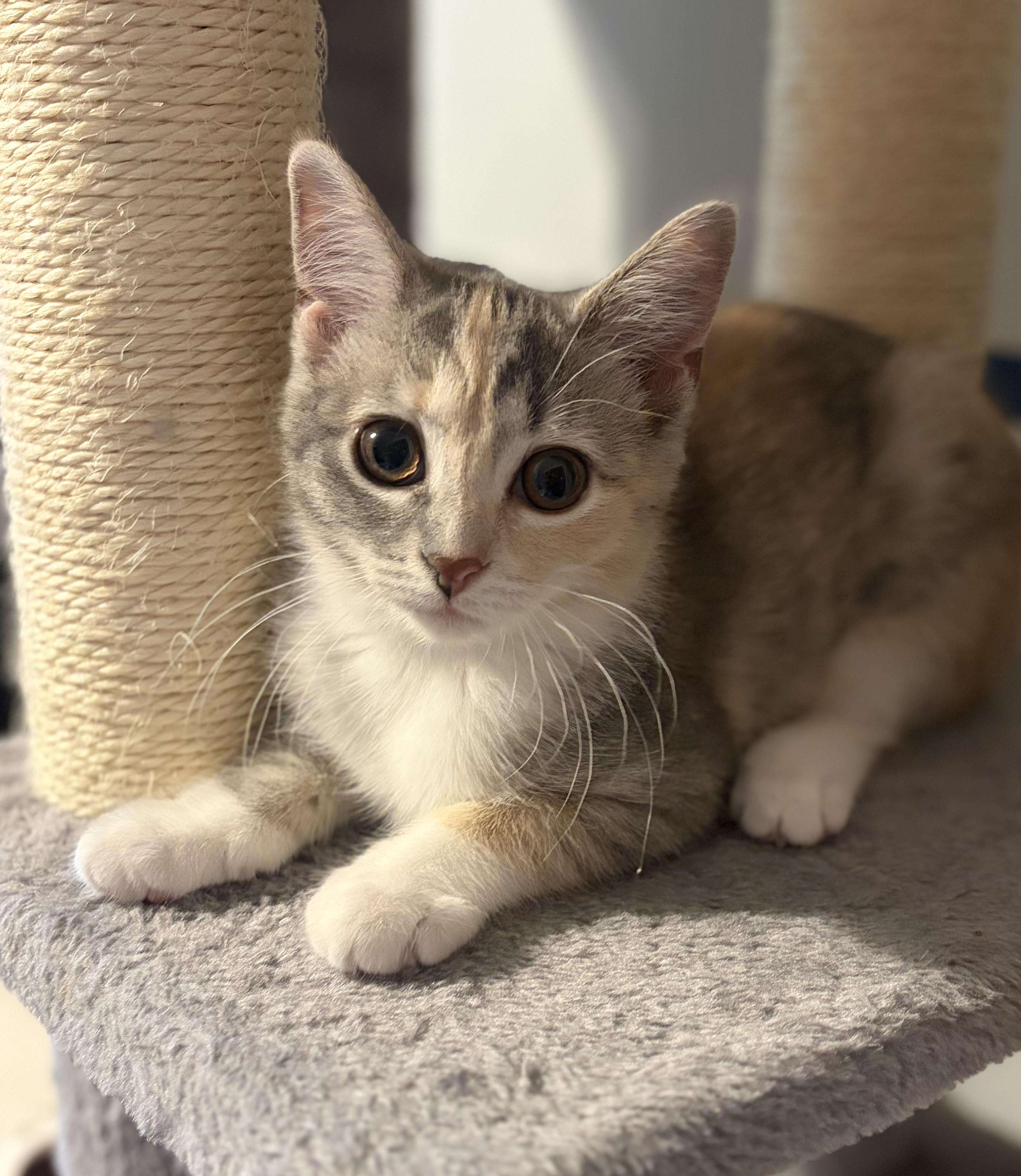 Colette (such a beauty), an adopted Domestic Short Hair in South Lyon, MI image 5/6