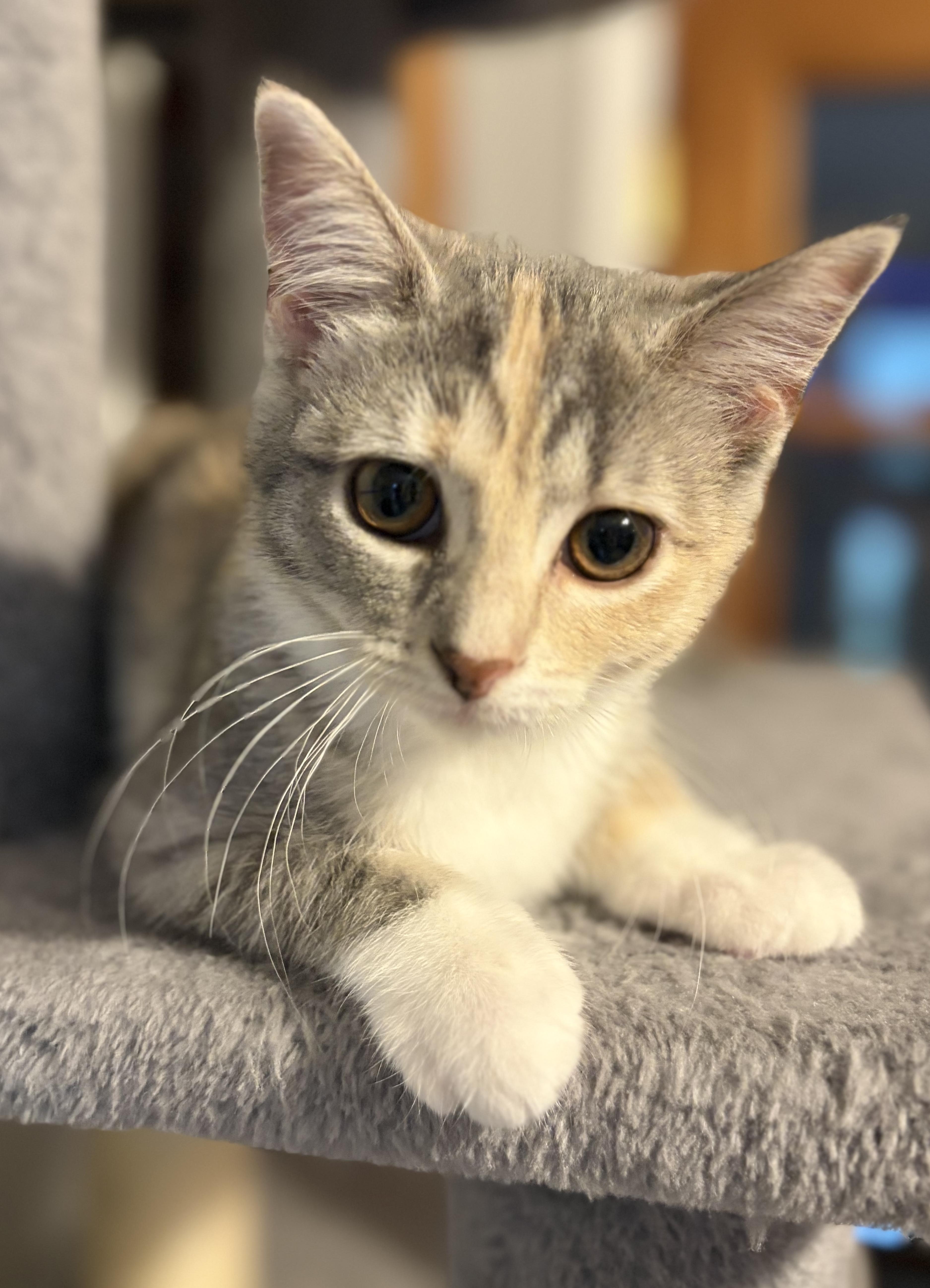 Colette (such a beauty), an adopted Domestic Short Hair in South Lyon, MI image 2/6