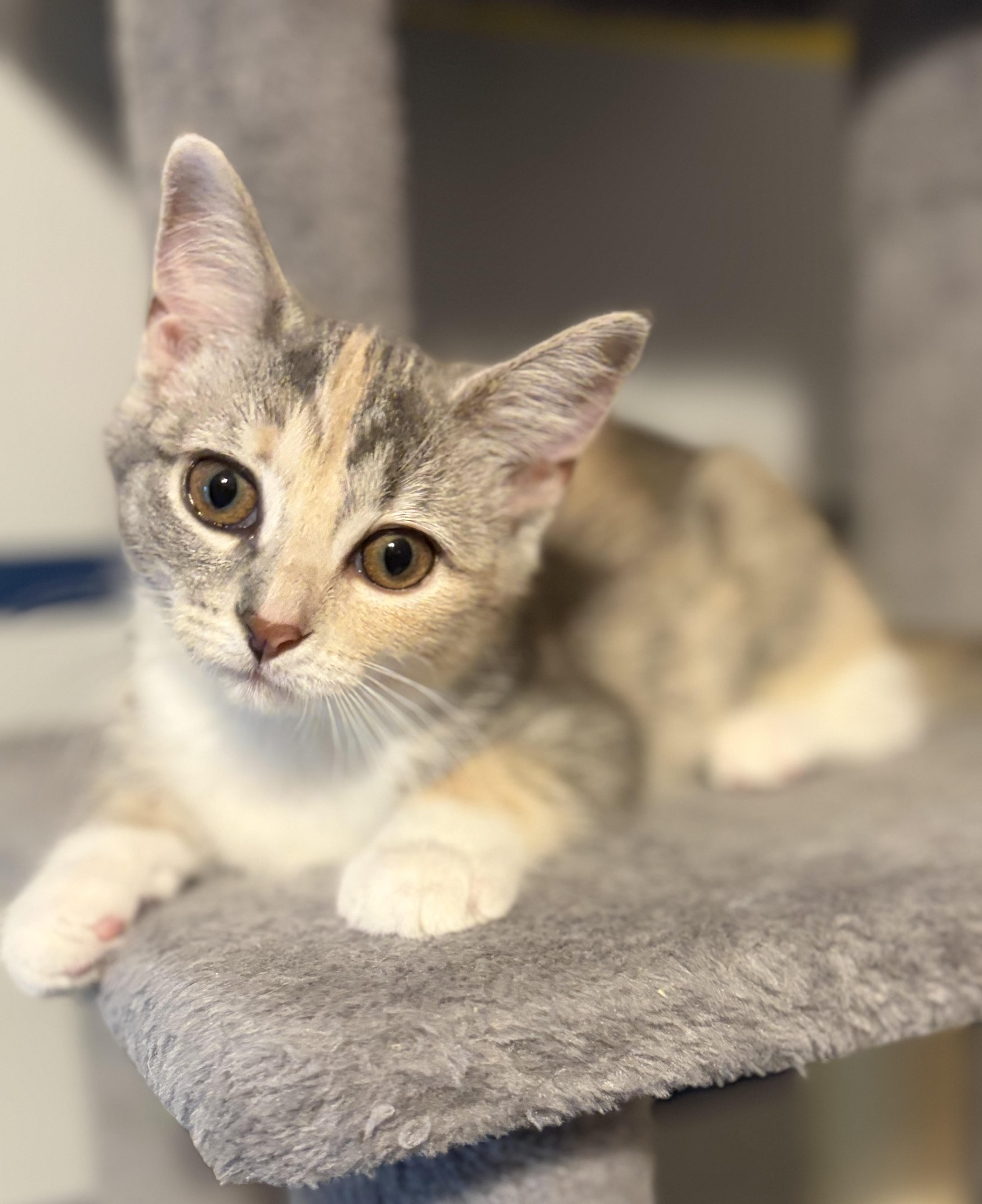 Colette (such a beauty), an adopted Domestic Short Hair in South Lyon, MI image 6/6
