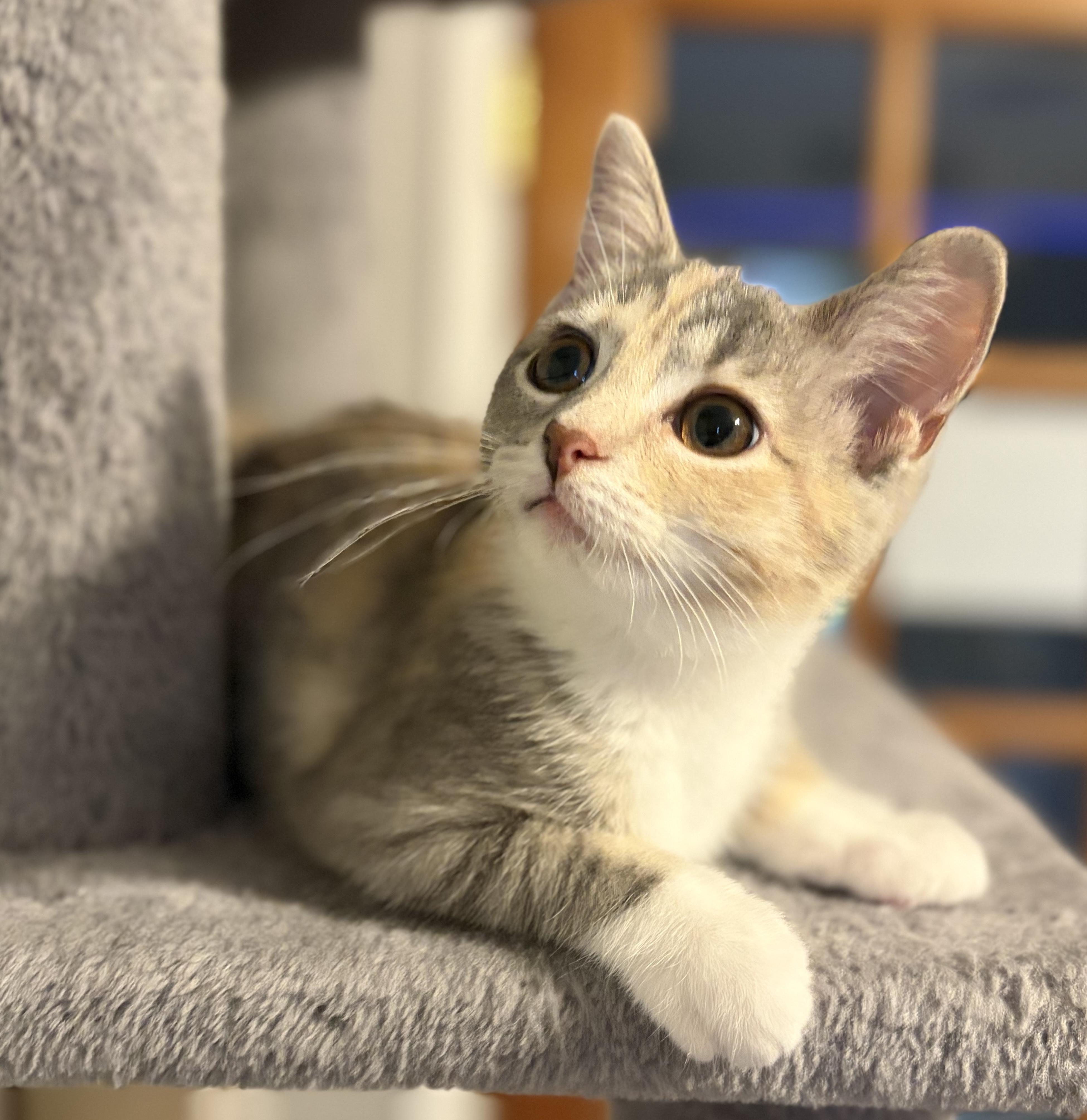 Colette (such a beauty), an adopted Domestic Short Hair in South Lyon, MI image 4/6