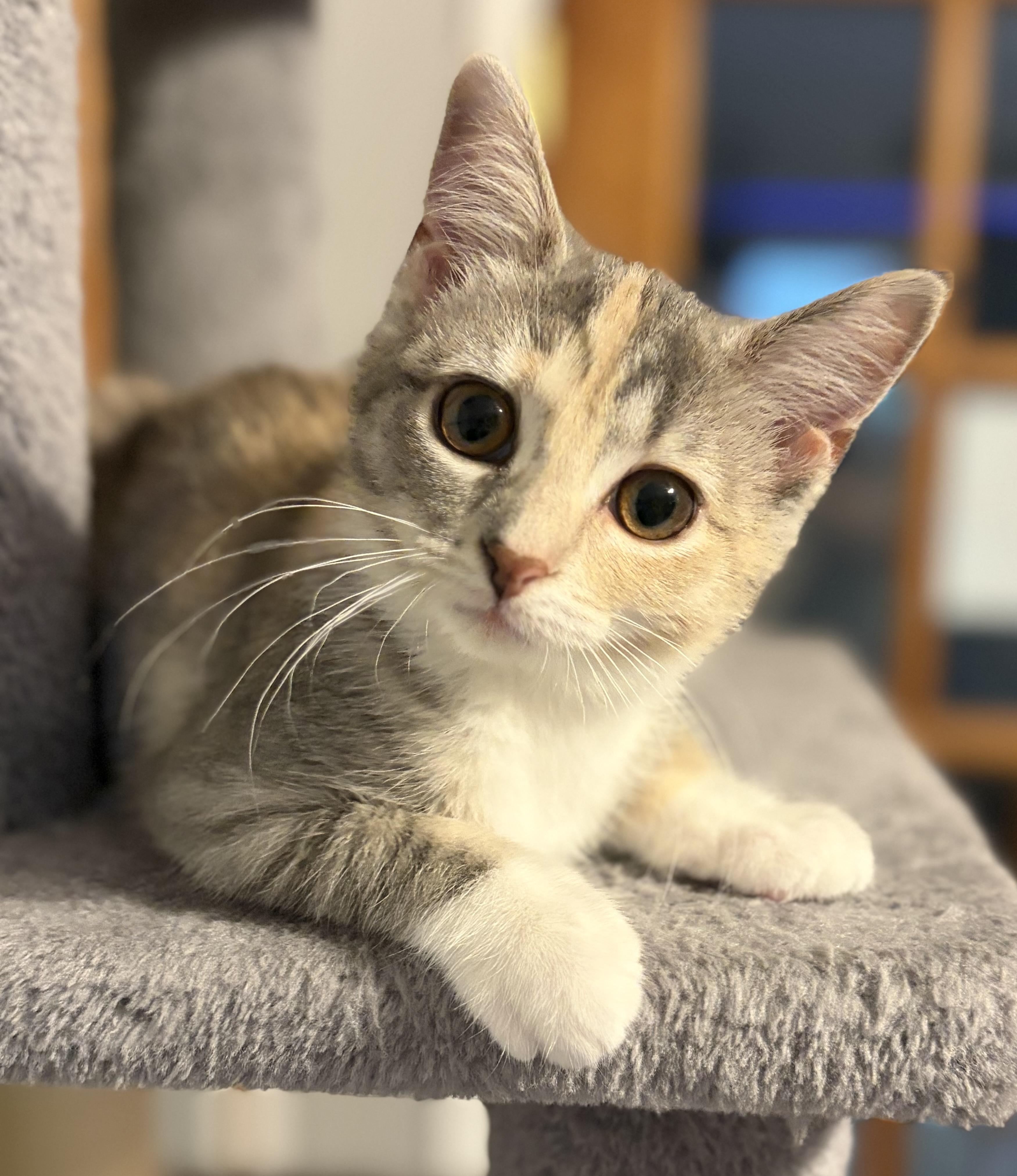 Colette (such a beauty), an adopted Domestic Short Hair in South Lyon, MI image 1/6