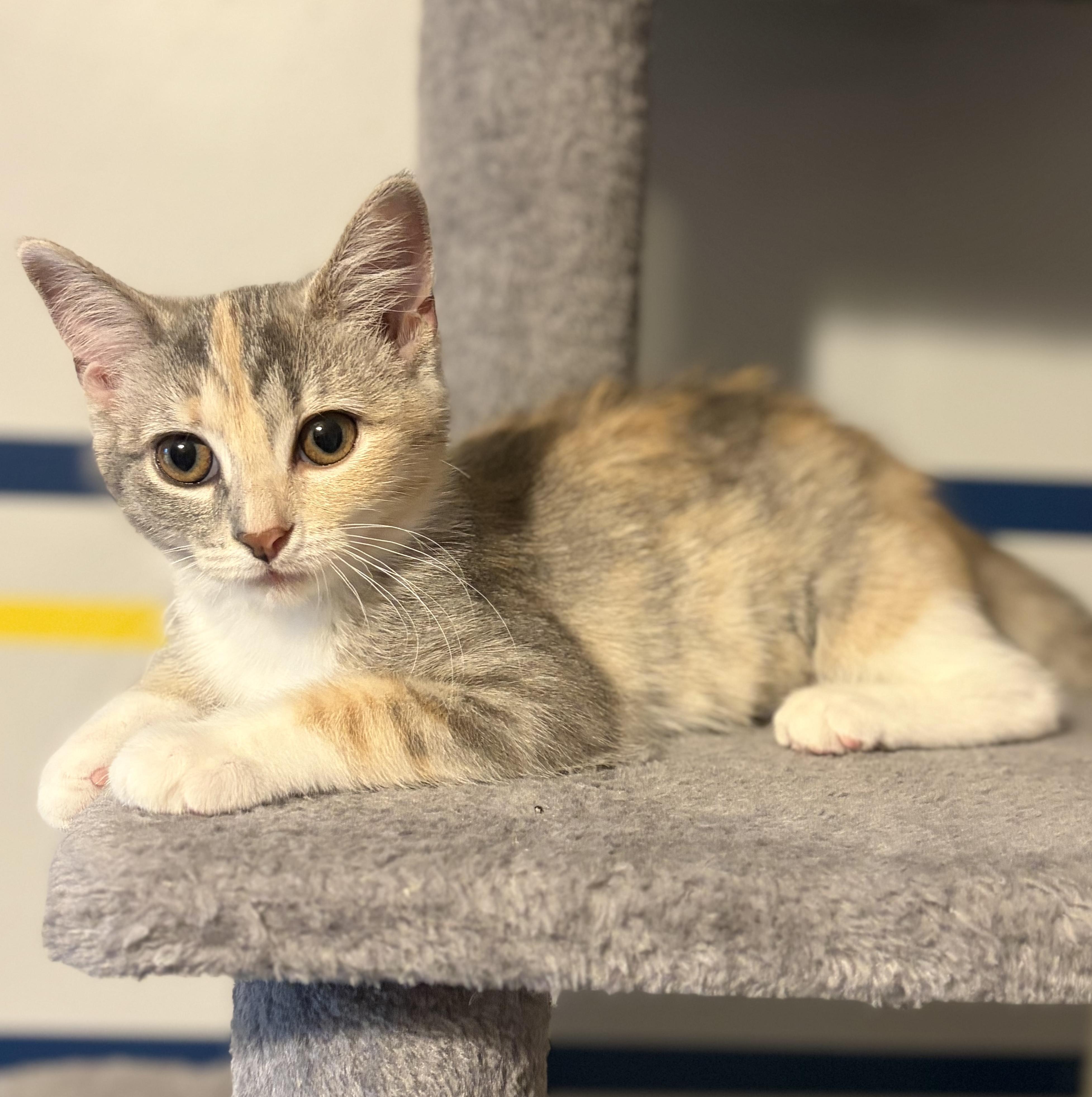 Colette (such a beauty), an adopted Domestic Short Hair in South Lyon, MI image 3/6