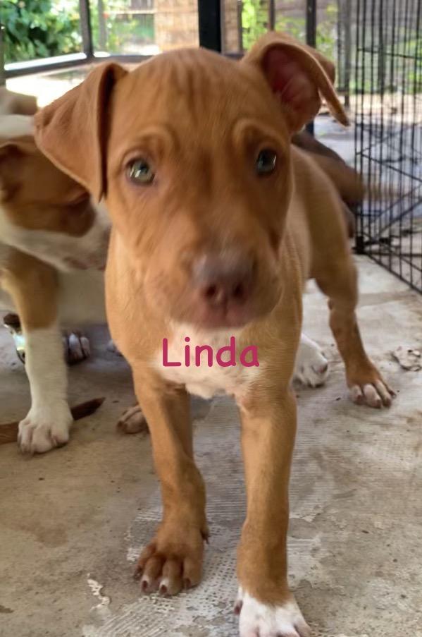 Linda, ADOPTABLE, Puppy Female Mixed Breed.