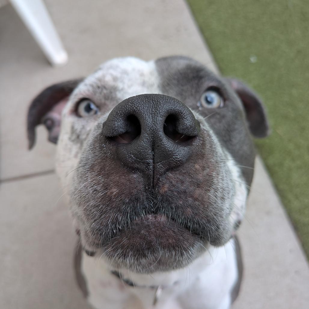 Spike, Adoptable, Adult Male Pit Bull Terrier.