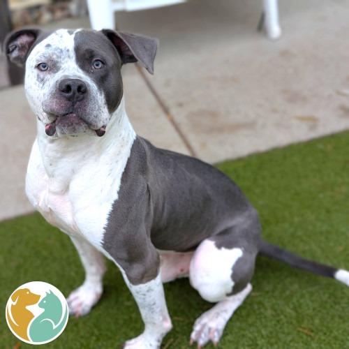 Enlarge Spike, a Adoptable Pit Bull Terrier in Toledo, OH image 2/2