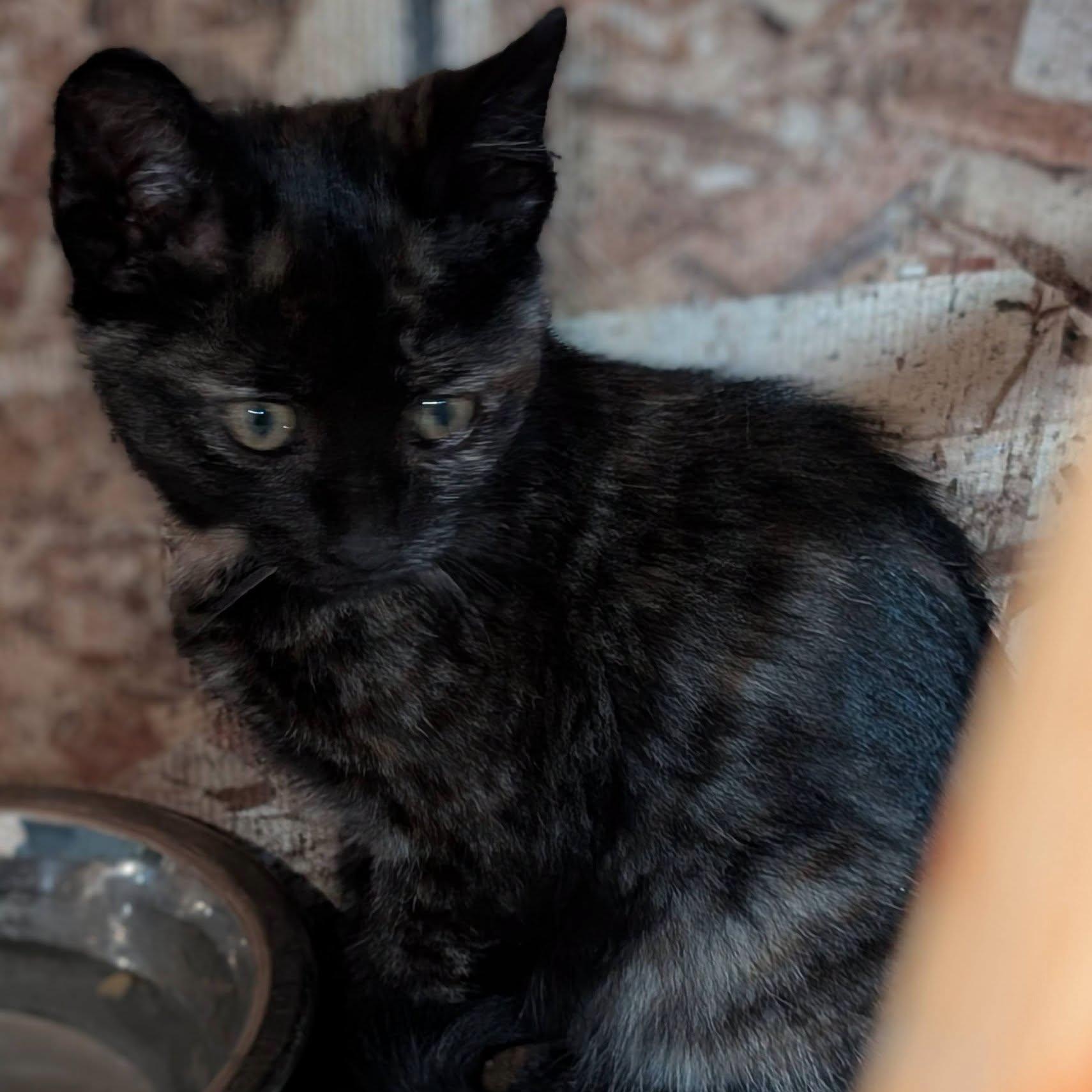 Ember, a ADOPTABLE mixed breed in Libby, MT image 5/6