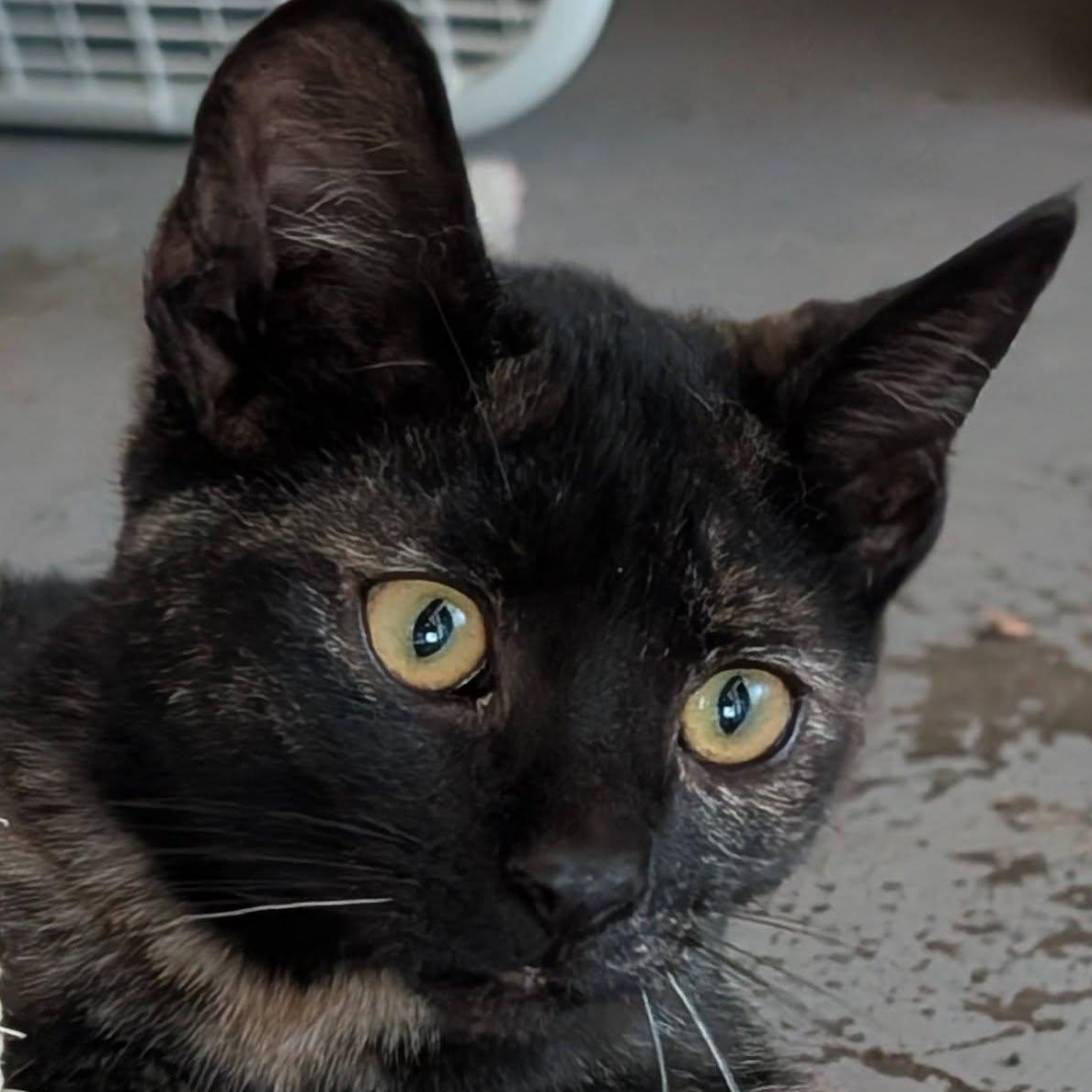 Enlarge Ember, a ADOPTABLE mixed breed in Libby, MT image 4/6