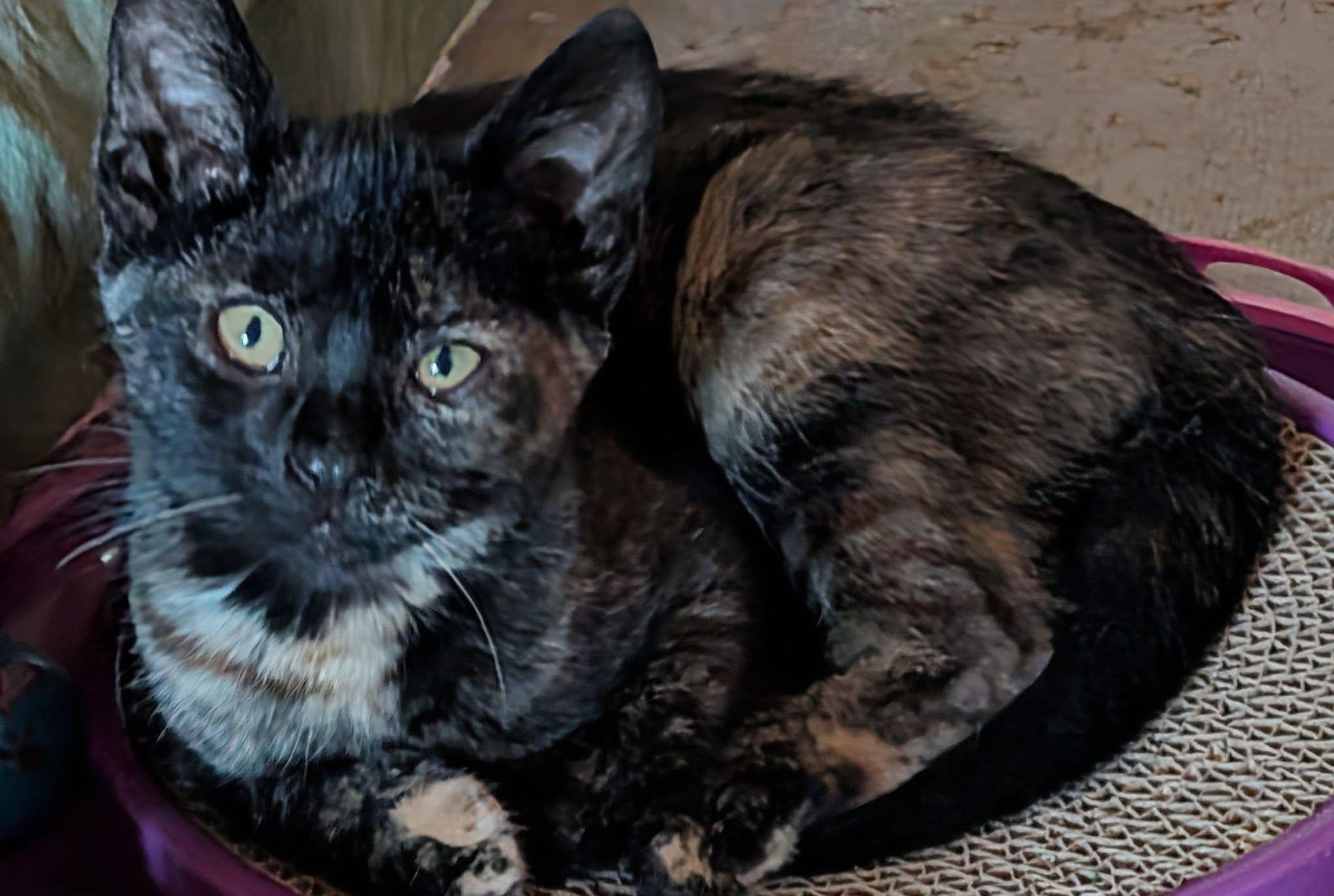 Ember, a ADOPTABLE mixed breed in Libby, MT image 1/6