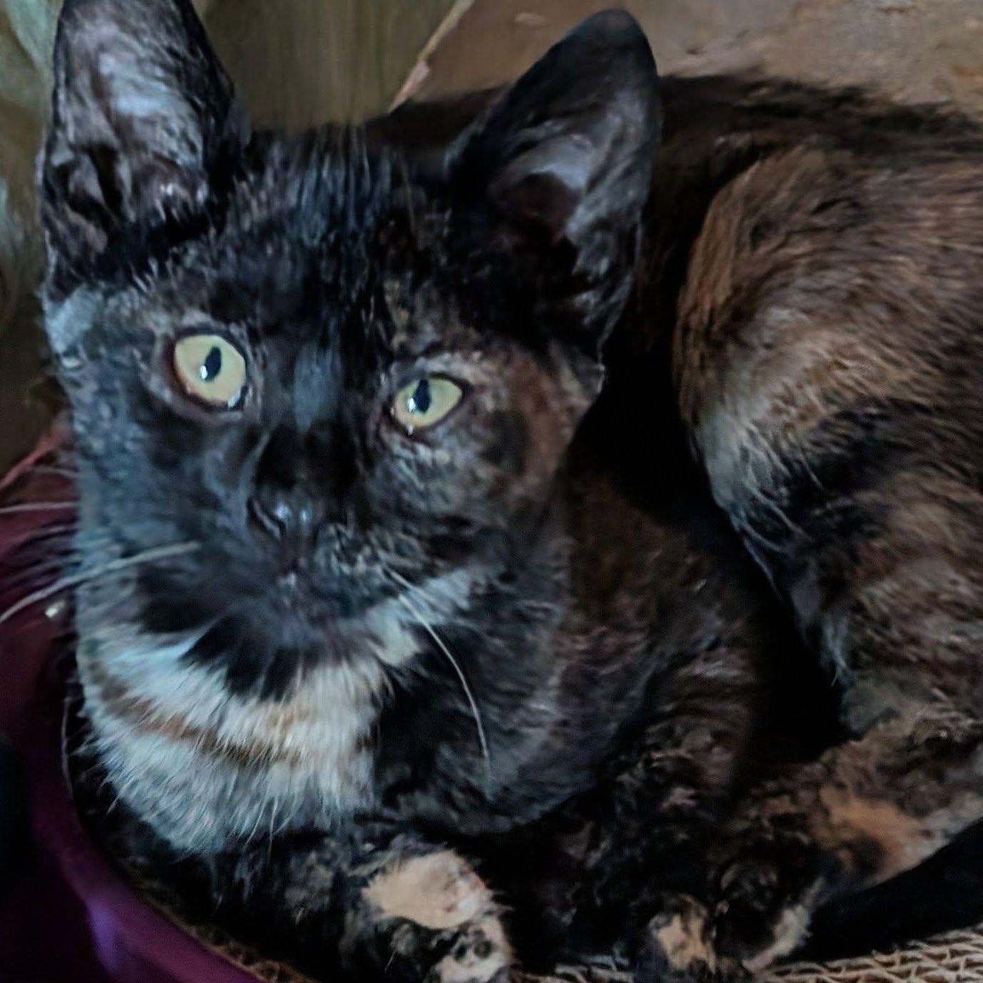 Enlarge Ember, a ADOPTABLE mixed breed in Libby, MT image 3/6