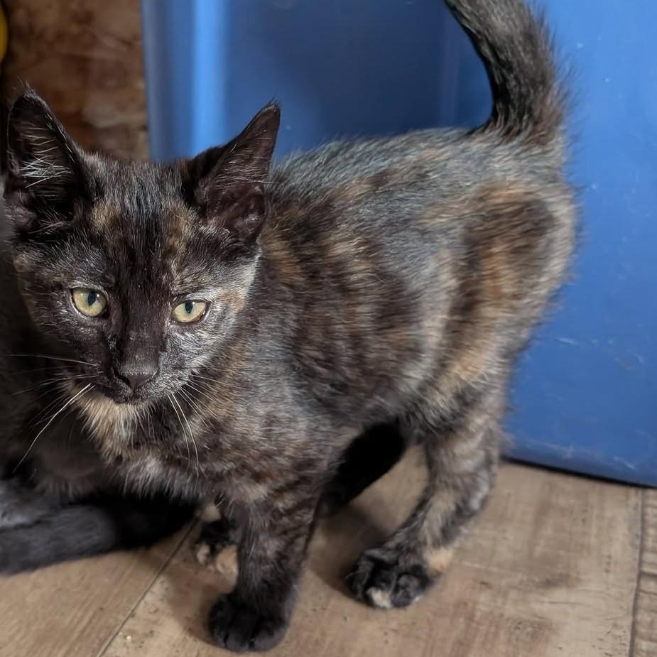 Ember, a ADOPTABLE mixed breed in Libby, MT image 4/6