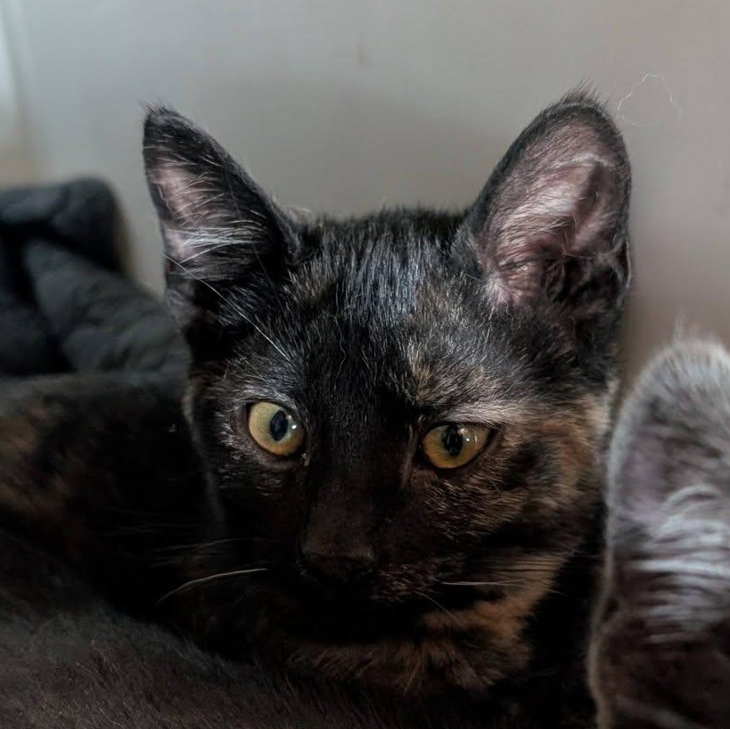Ember, a ADOPTABLE mixed breed in Libby, MT image 3/6