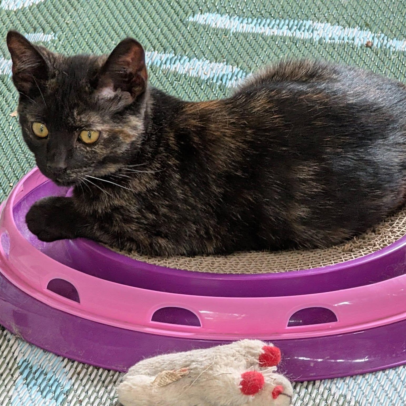Enlarge Ember, a ADOPTABLE mixed breed in Libby, MT image 1/6