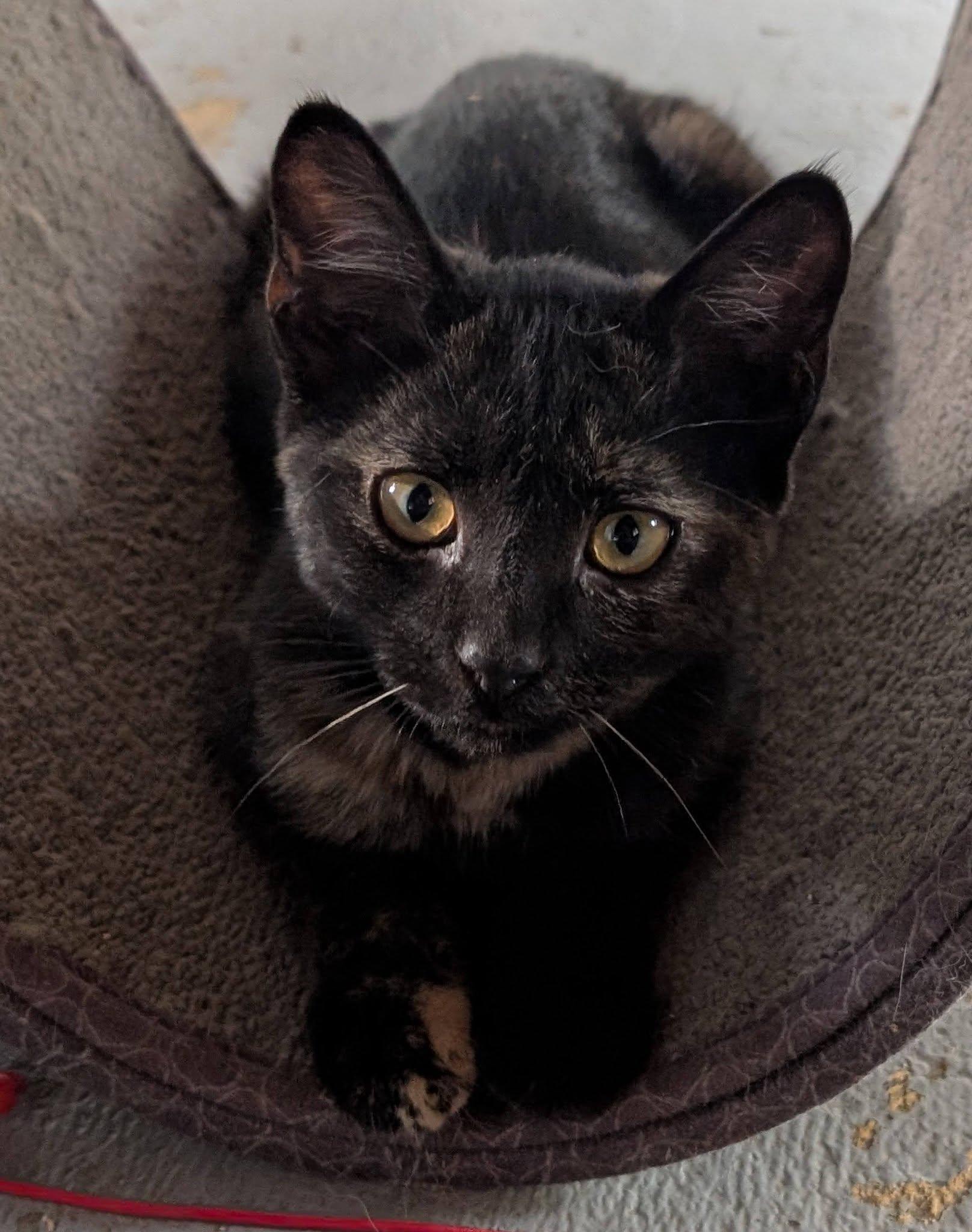 Enlarge Ember, a ADOPTABLE mixed breed in Libby, MT image 2/6