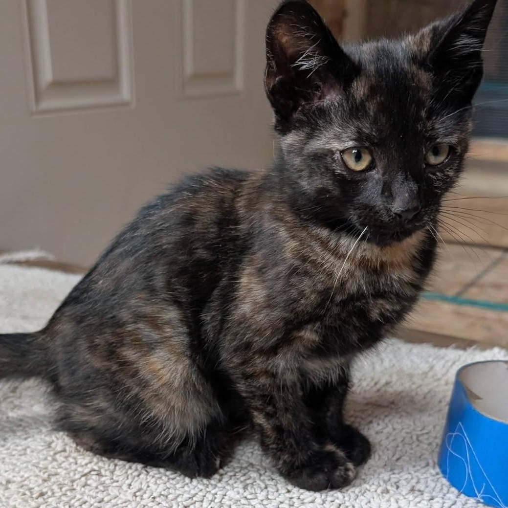 Ember, a ADOPTABLE mixed breed in Libby, MT image 2/6