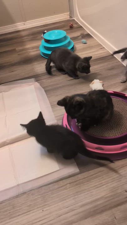 Enlarge Ember, a ADOPTABLE mixed breed in Libby, MT video 6/6