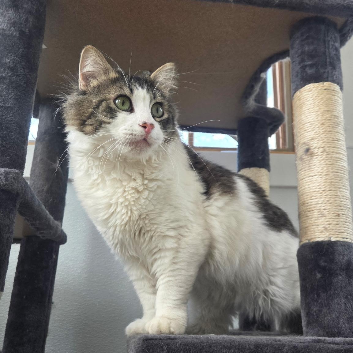 Enlarge Drifter, a Adoptable Domestic Medium Hair in Conifer, CO image 1/6