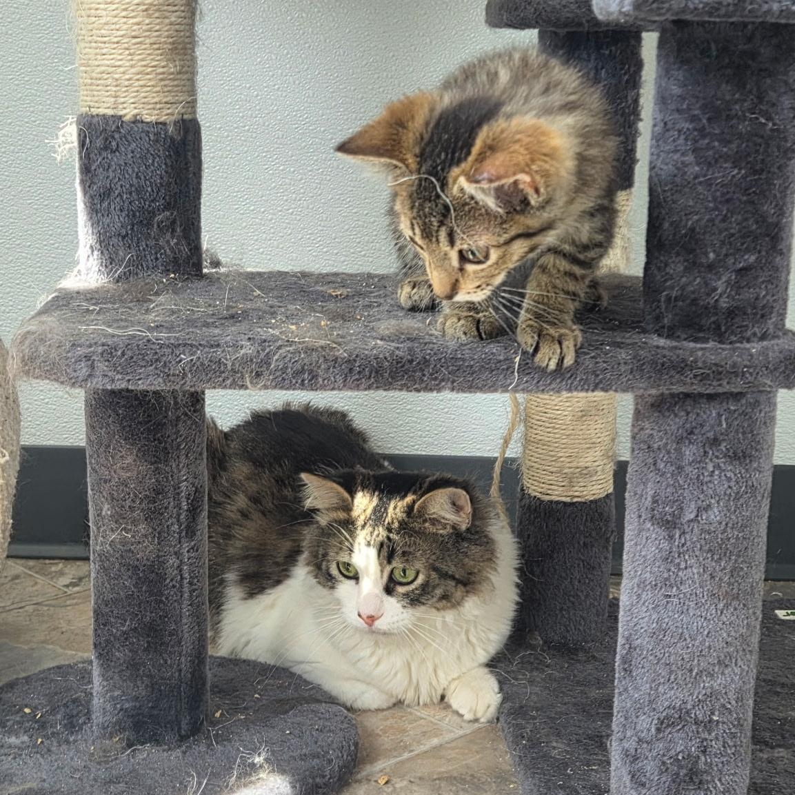 Enlarge Drifter, a Adoptable Domestic Medium Hair in Conifer, CO image 2/6