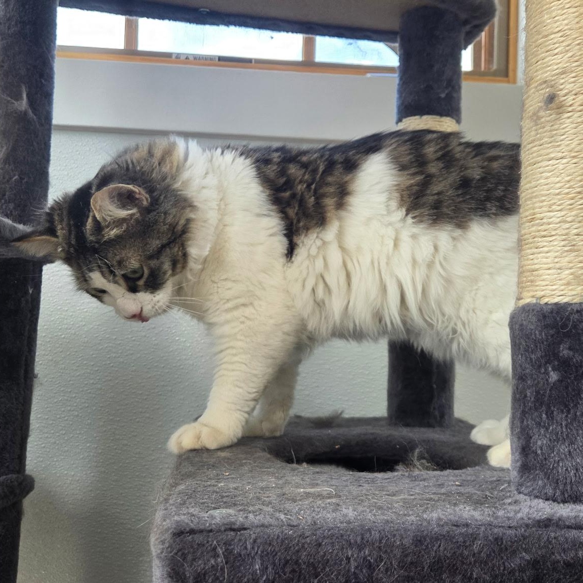 Enlarge Drifter, a Adoptable Domestic Medium Hair in Conifer, CO image 6/6