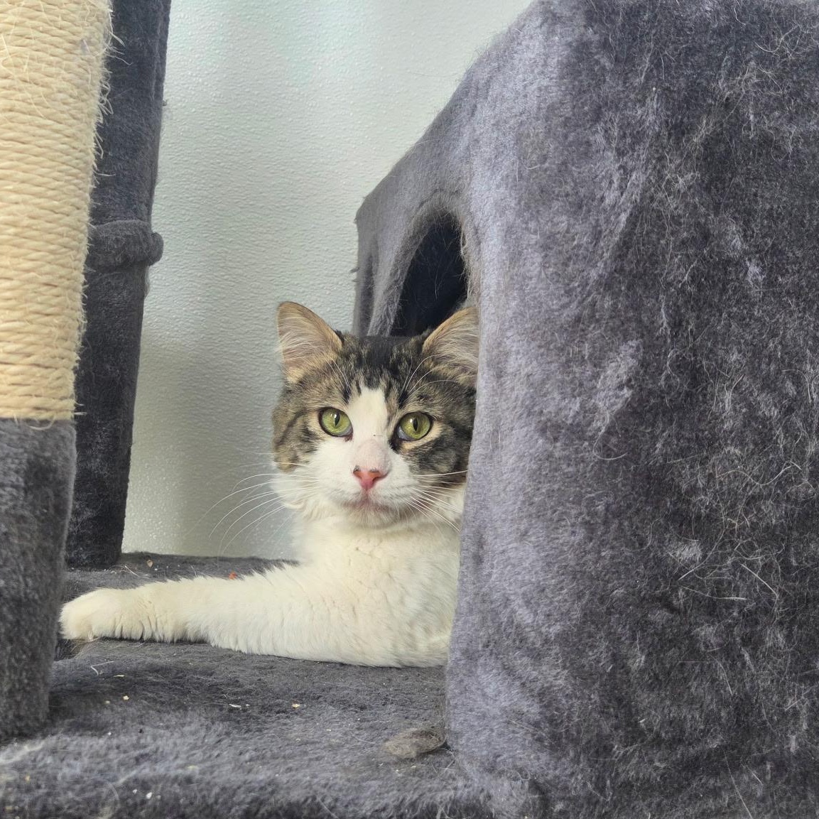 Enlarge Drifter, a Adoptable Domestic Medium Hair in Conifer, CO image 4/6