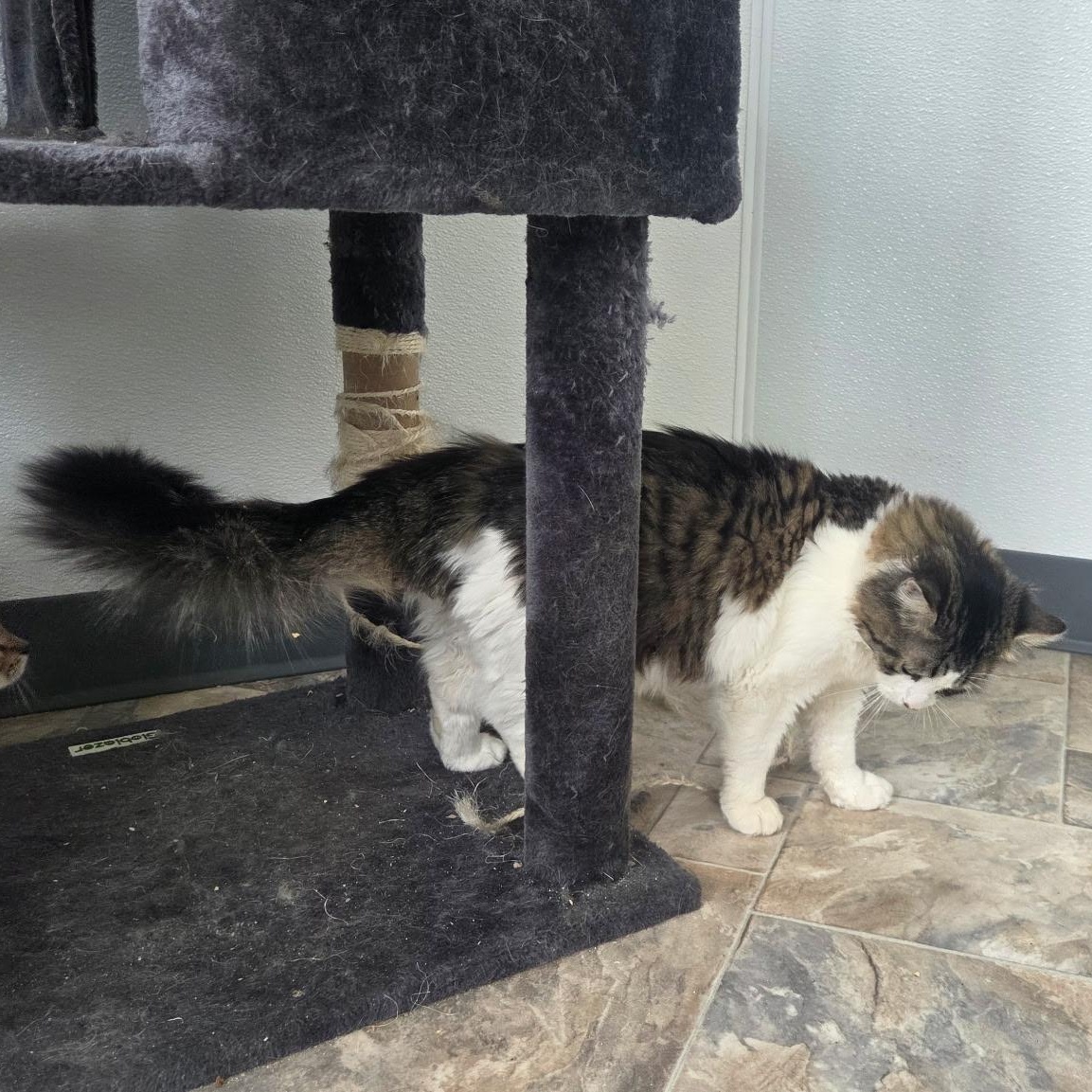 Enlarge Drifter, a Adoptable Domestic Medium Hair in Conifer, CO image 5/6