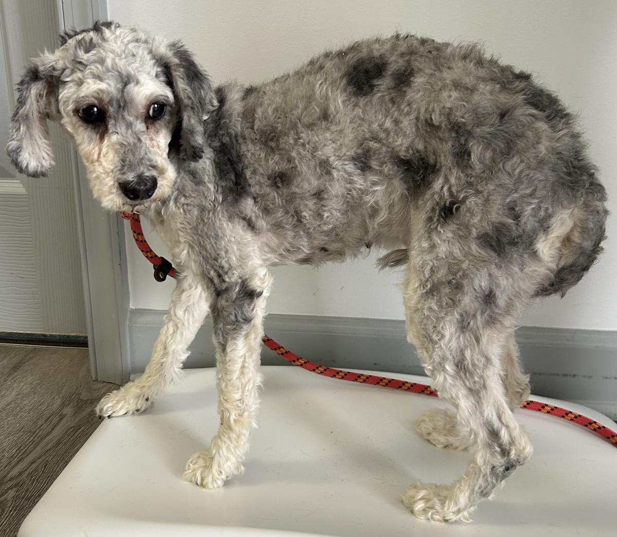 Tara, Adoptable, Adult Female Cockapoo.
