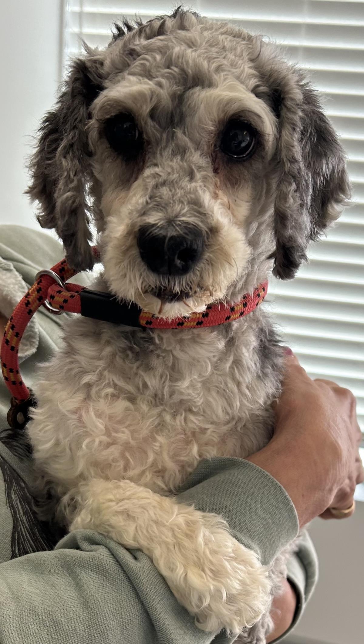 Tara, Adoptable, Adult Female Cockapoo.